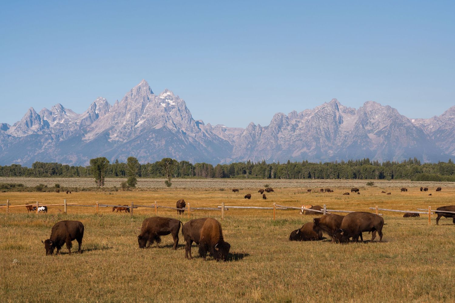 wyoming, jackson hole, jackson hole photographer, jackson hole photography, grand teton photographer,  wyoming, jackson hole nature