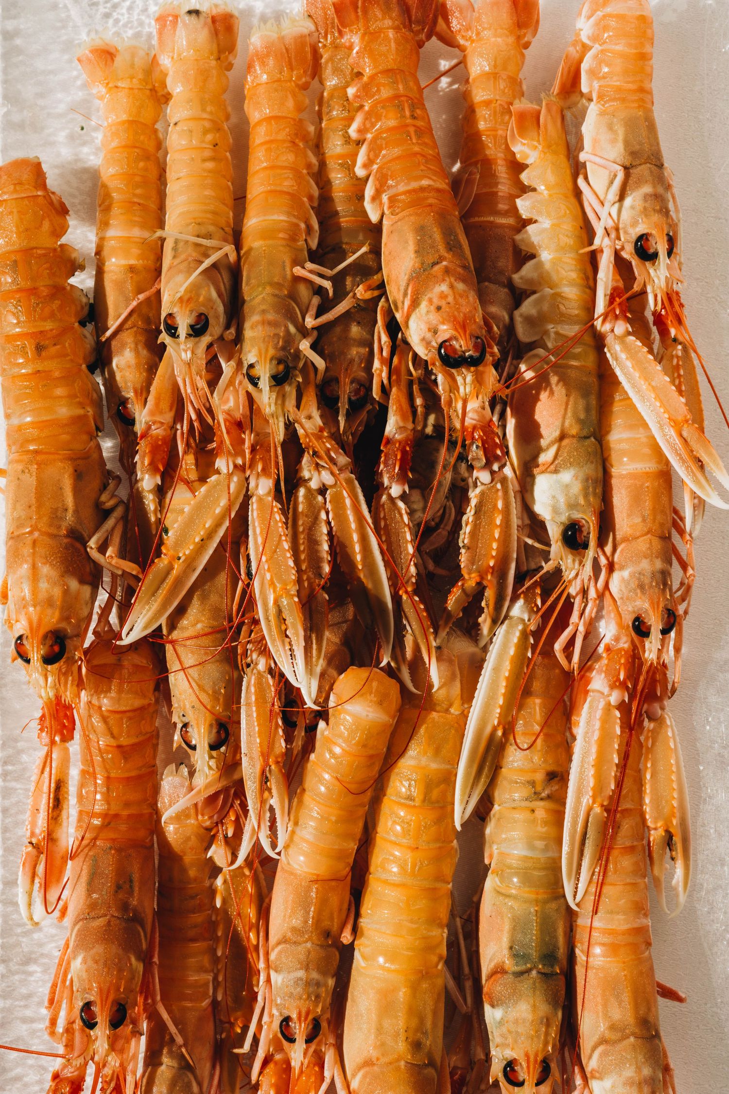 Fresh Shrimp Dish in Istria – Authentic Adriatic Seafood by Food Photographer in Croatia. Food in Istria
Istrian seafood photography
Shrimp