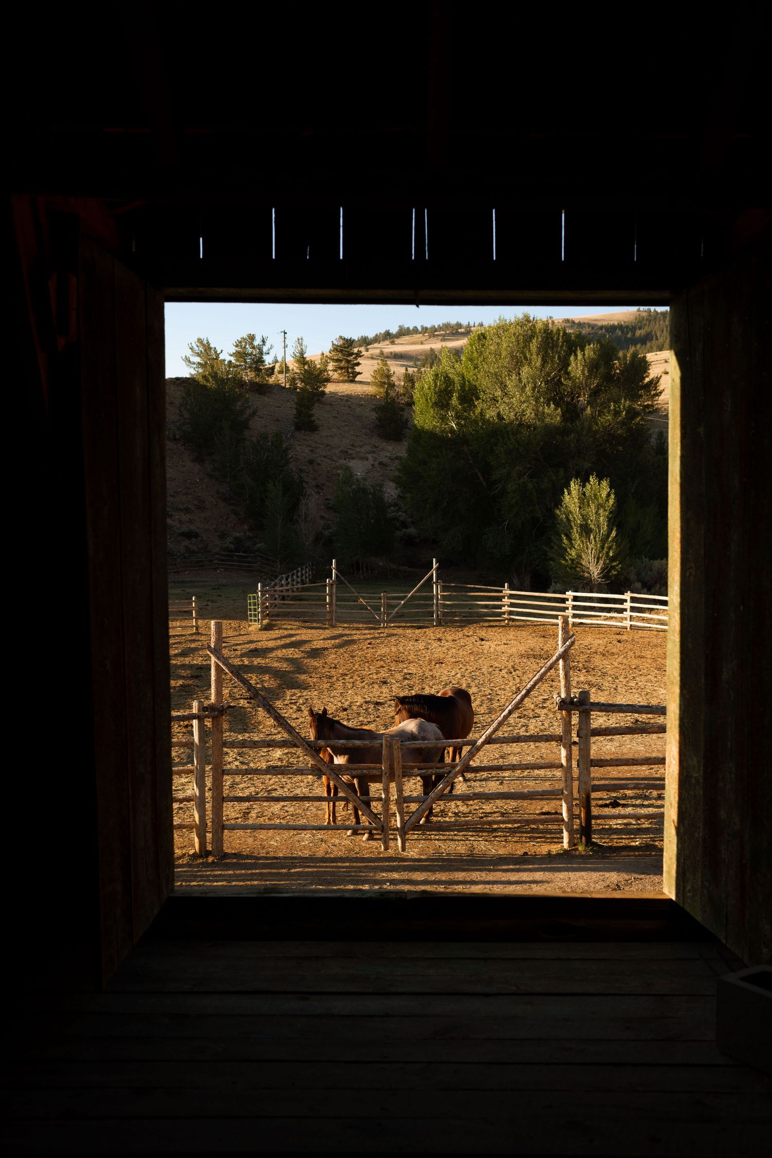 3 spear ranch cody wyoming, jackson hole, wyoming, jackson hole photographer, jackson hole photography, grand teton photographer