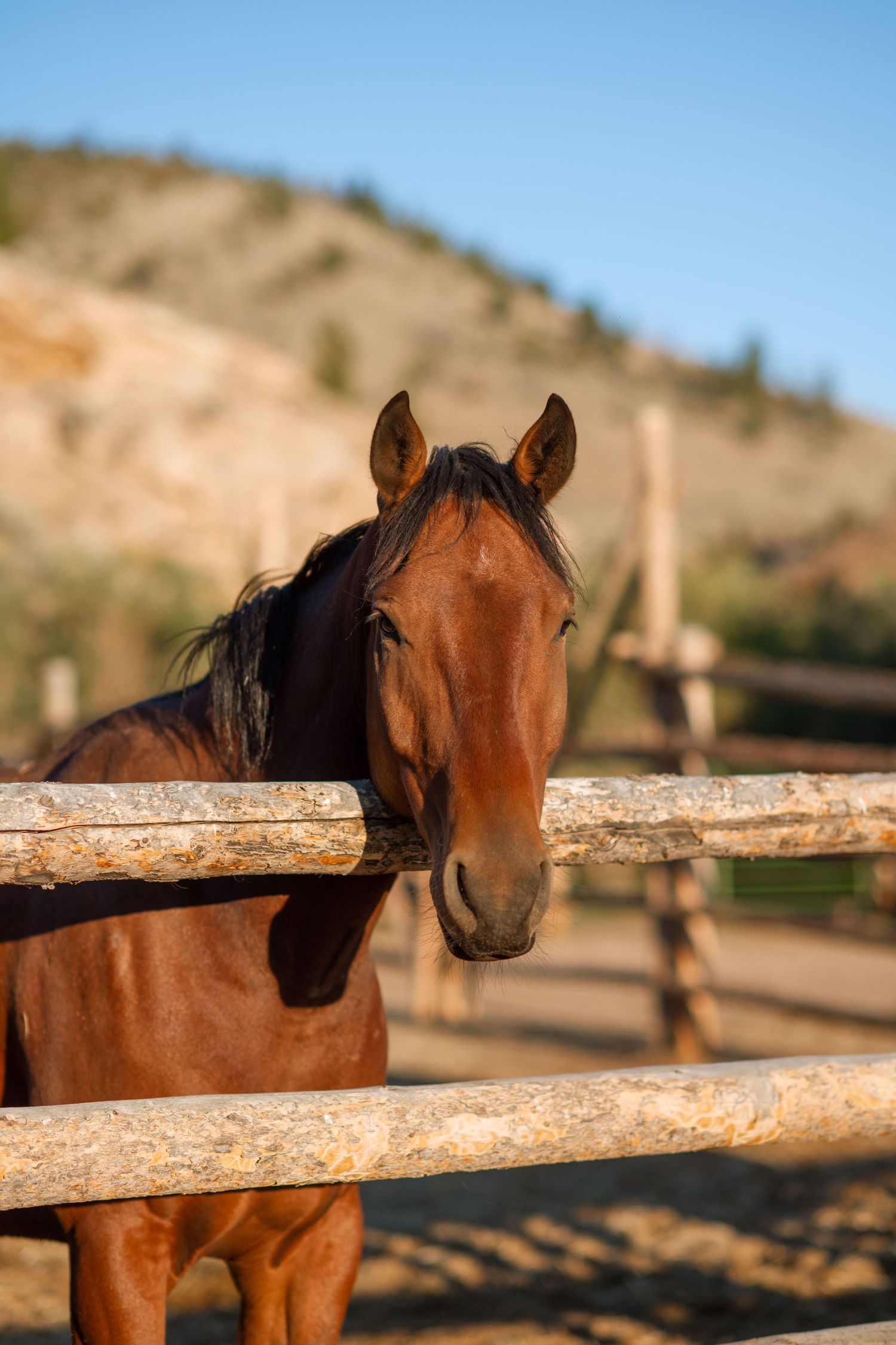 3 spear ranch cody wyoming, jackson hole, wyoming, jackson hole photographer, jackson hole photography, grand teton photographer