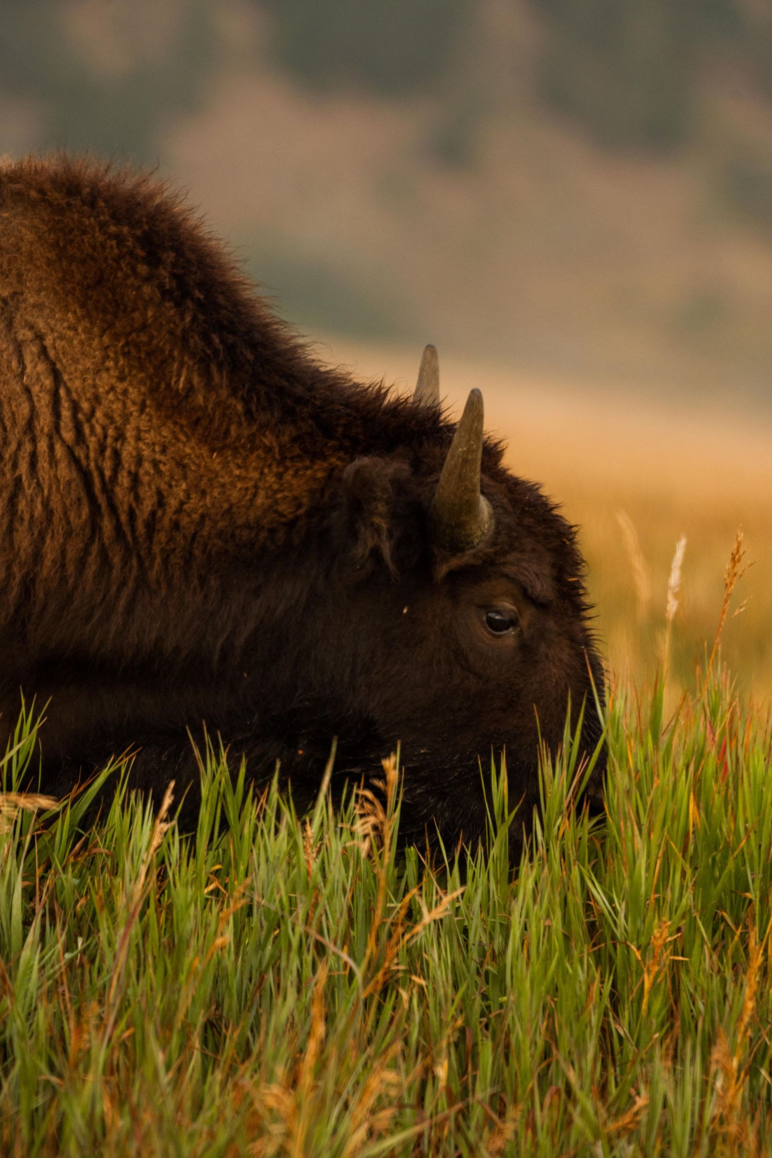 jackson hole, wyoming, jackson hole photographer, jackson hole photography, grand teton photographer, jackson hole nature photographer