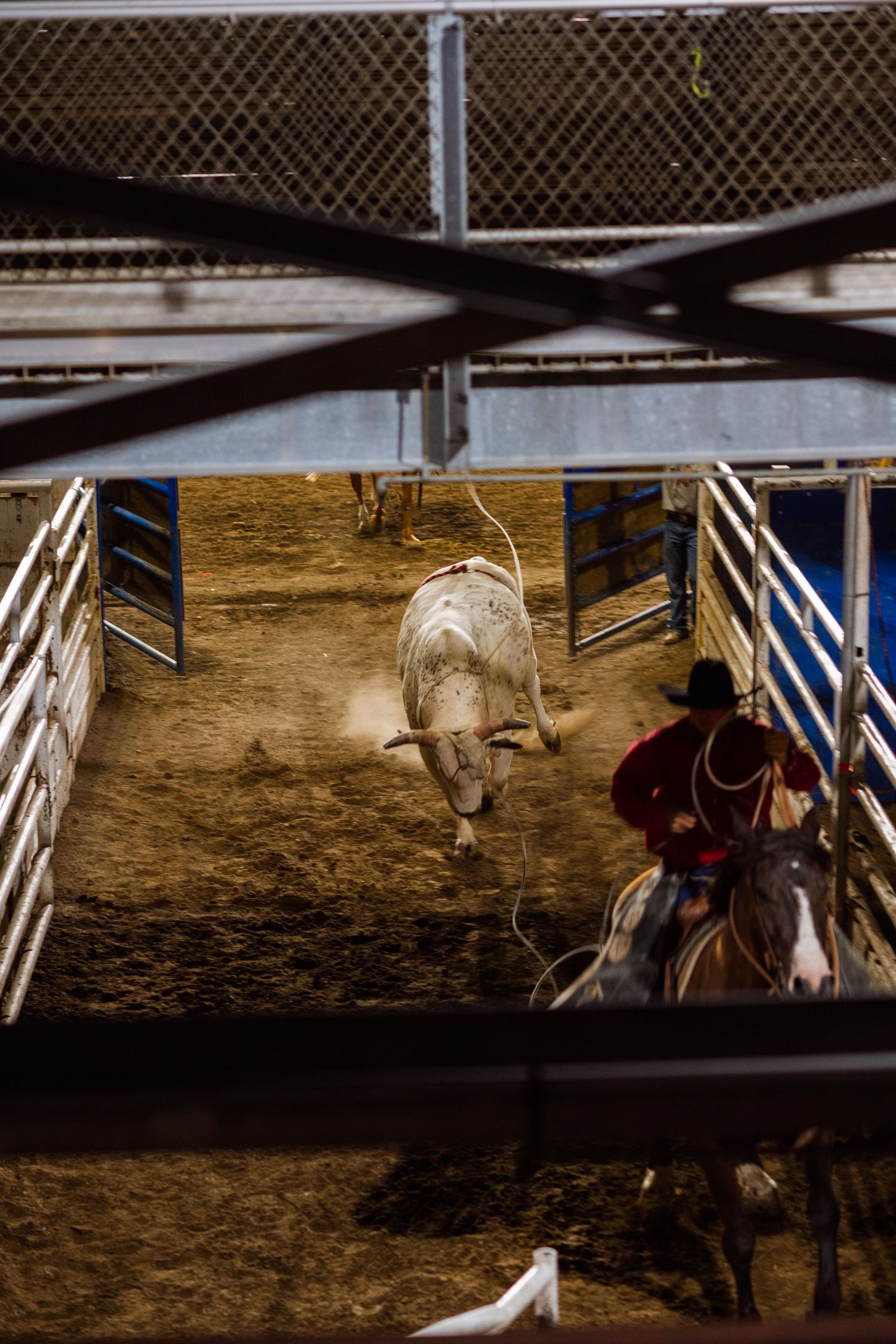 wyoming, jackson hole, wyoming, jackson hole photographer, jackson hole photography, grand teton photographer, rodeo wyoming, cody rodeo