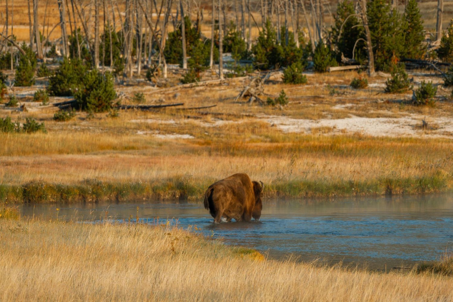 wyoming, jackson hole, jackson hole photographer, jackson hole photography, grand teton photographer,  wyoming, jackson hole nature