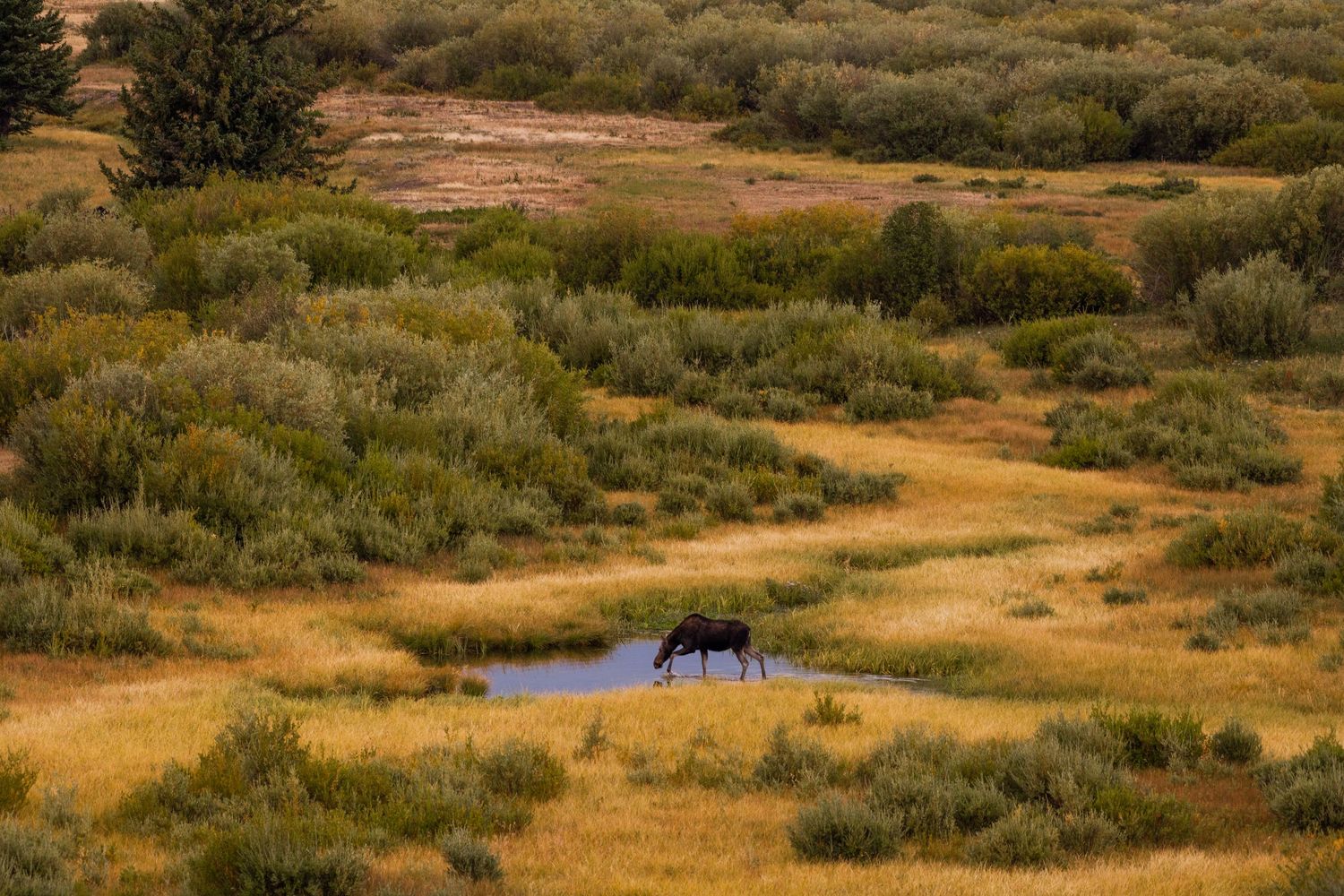 wyoming, jackson hole, jackson hole photographer, jackson hole photography, grand teton photographer,  wyoming, jackson hole nature