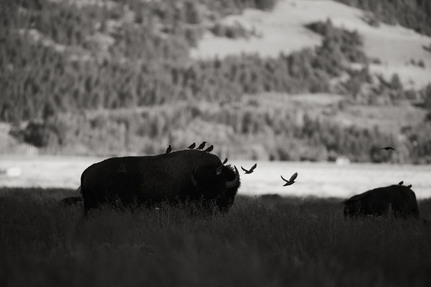 wyoming, jackson hole, jackson hole photographer, jackson hole photography, grand teton photographer,  wyoming, jackson hole nature
