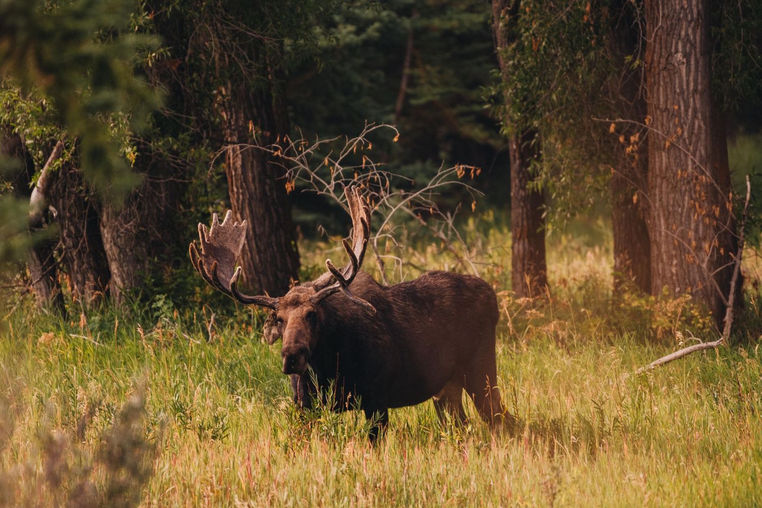 jackson hole, wyoming, jackson hole photographer, jackson hole photography, grand teton photographer, jackson hole nature photographer