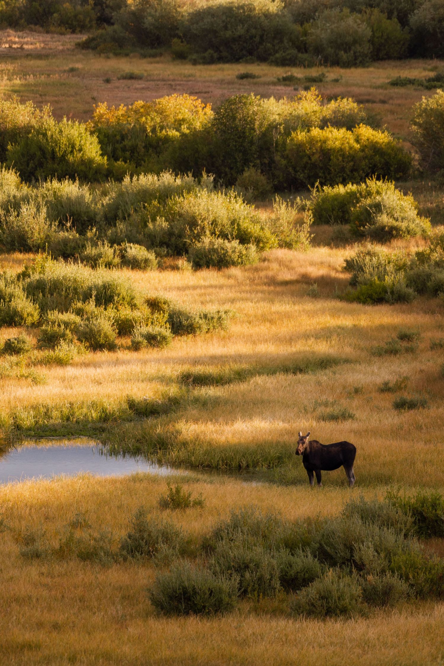 3 spear ranch cody wyoming, jackson hole, wyoming, jackson hole photographer, jackson hole photography, grand teton photographer