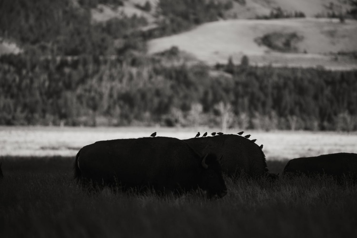 3 spear ranch cody wyoming, jackson hole, wyoming, jackson hole photographer, jackson hole photography, grand teton photographer