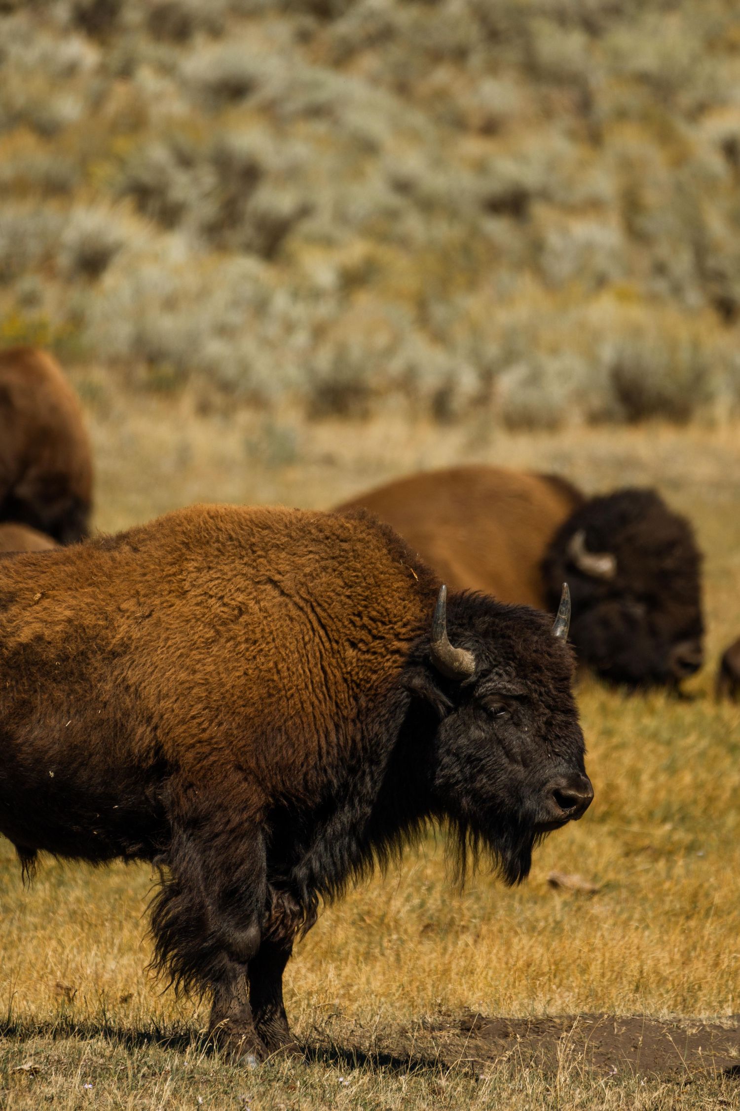 wyoming, jackson hole, jackson hole photographer, jackson hole photography, grand teton photographer,  wyoming, jackson hole nature