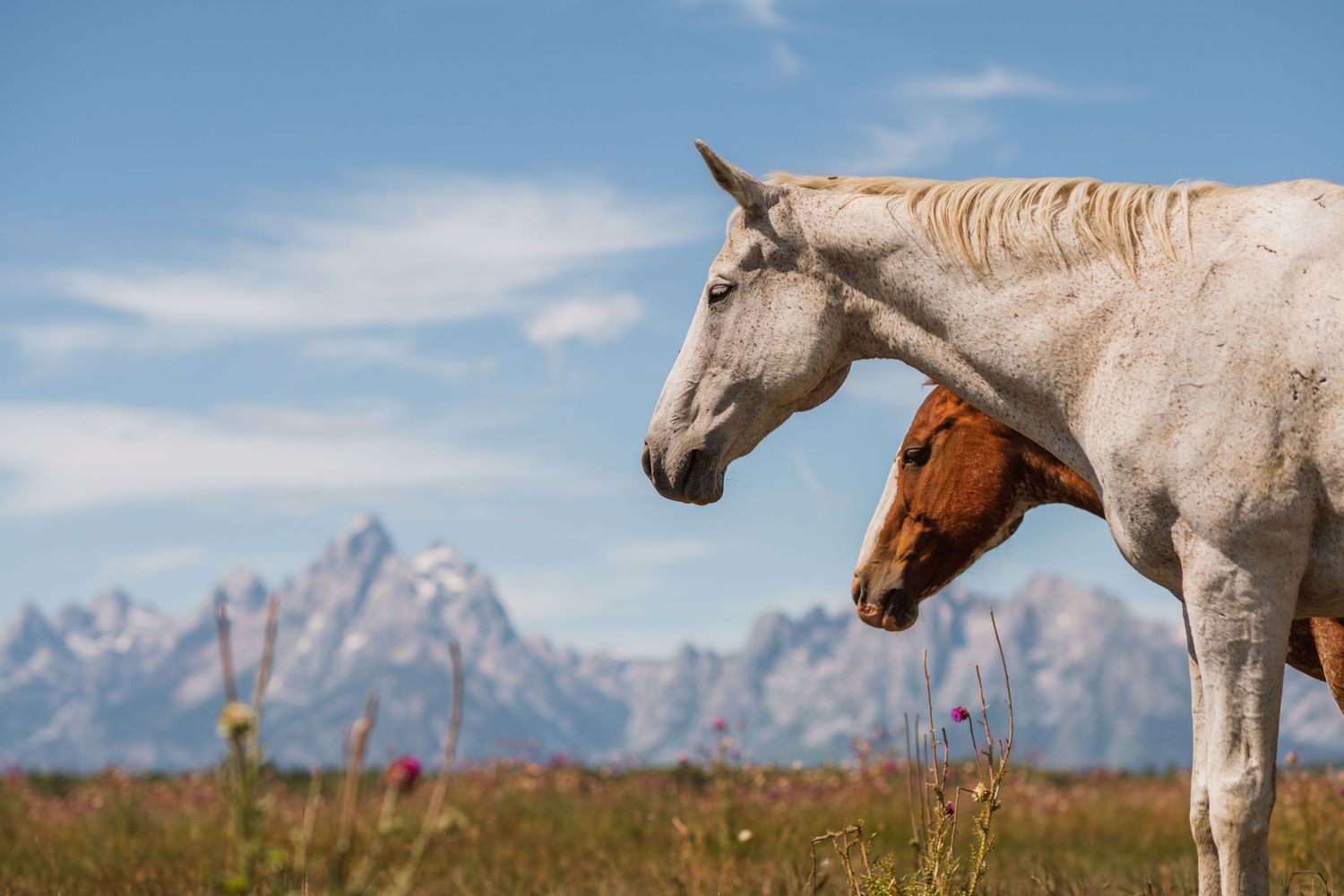 3 spear ranch cody wyoming, jackson hole, wyoming, jackson hole photographer, jackson hole photography, grand teton photographer