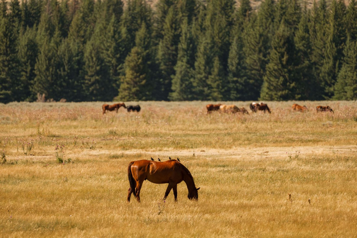 wyoming, jackson hole, jackson hole photographer, jackson hole photography, grand teton photographer,  wyoming, jackson hole nature