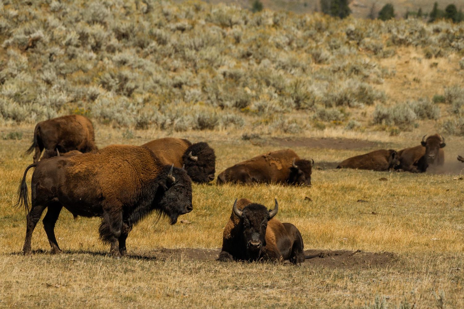 wyoming, jackson hole, jackson hole photographer, jackson hole photography, grand teton photographer,  wyoming, jackson hole nature