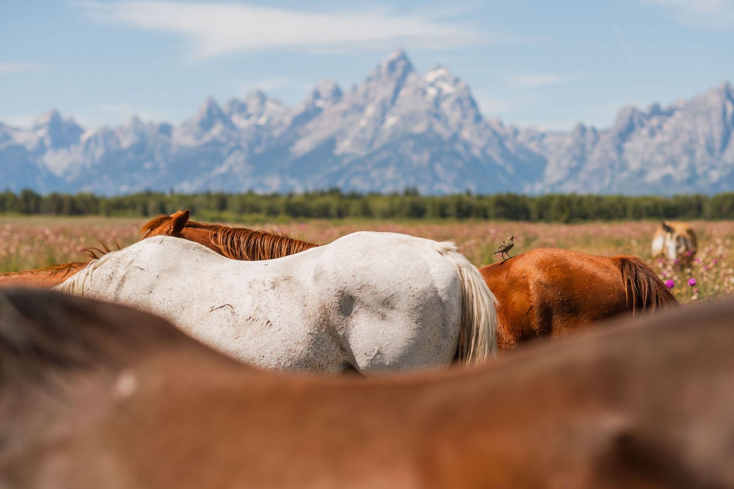 3 spear ranch cody wyoming, jackson hole, wyoming, jackson hole photographer, jackson hole photography, grand teton photographer