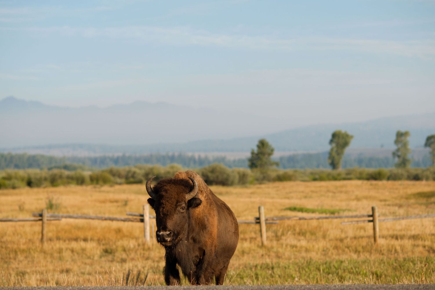 3 spear ranch cody wyoming, jackson hole, wyoming, jackson hole photographer, jackson hole photography, grand teton photographer