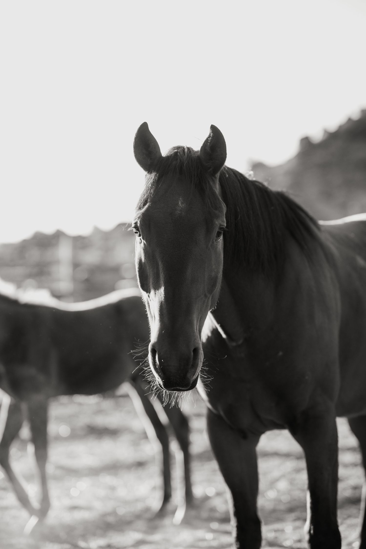 3 spear ranch cody wyoming, jackson hole, wyoming, jackson hole photographer, jackson hole photography, grand teton photographer