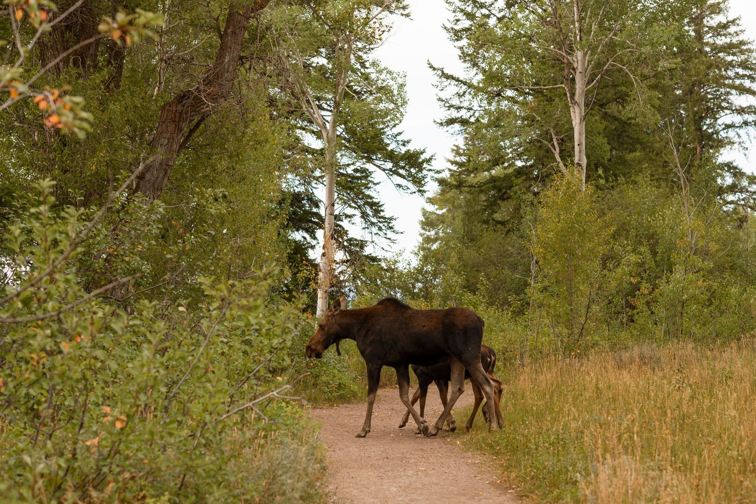 3 spear ranch cody wyoming, jackson hole, wyoming, jackson hole photographer, jackson hole photography, grand teton photographer