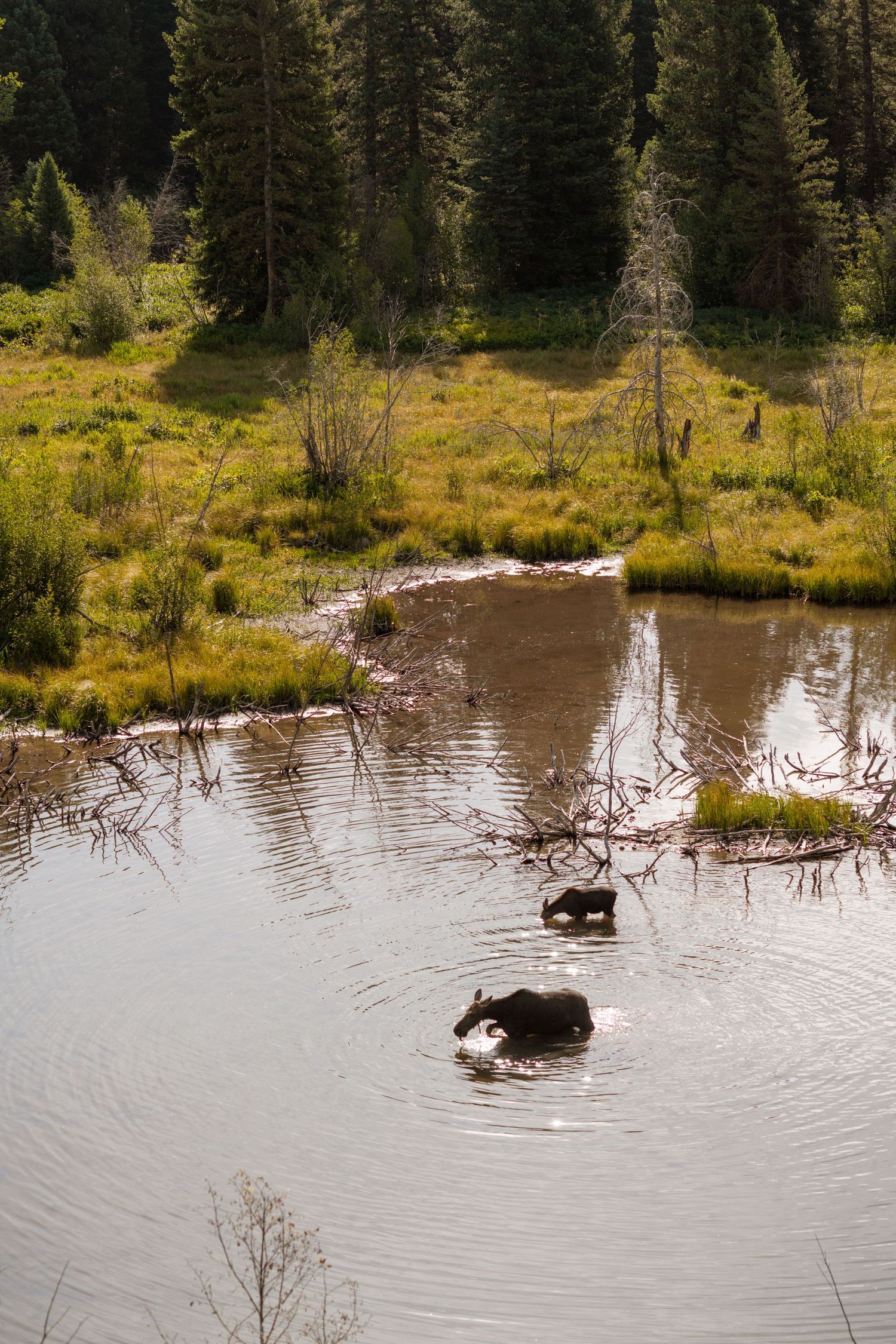 3 spear ranch cody wyoming, jackson hole, wyoming, jackson hole photographer, jackson hole photography, grand teton photographer