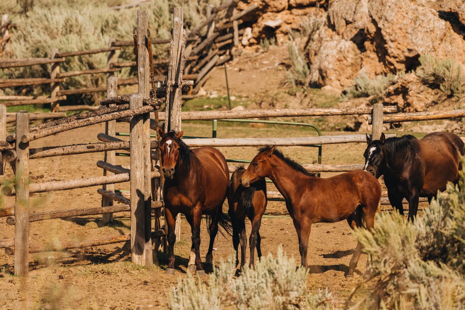 3 spear ranch cody wyoming, jackson hole, wyoming, jackson hole photographer, jackson hole photography, grand teton photographer