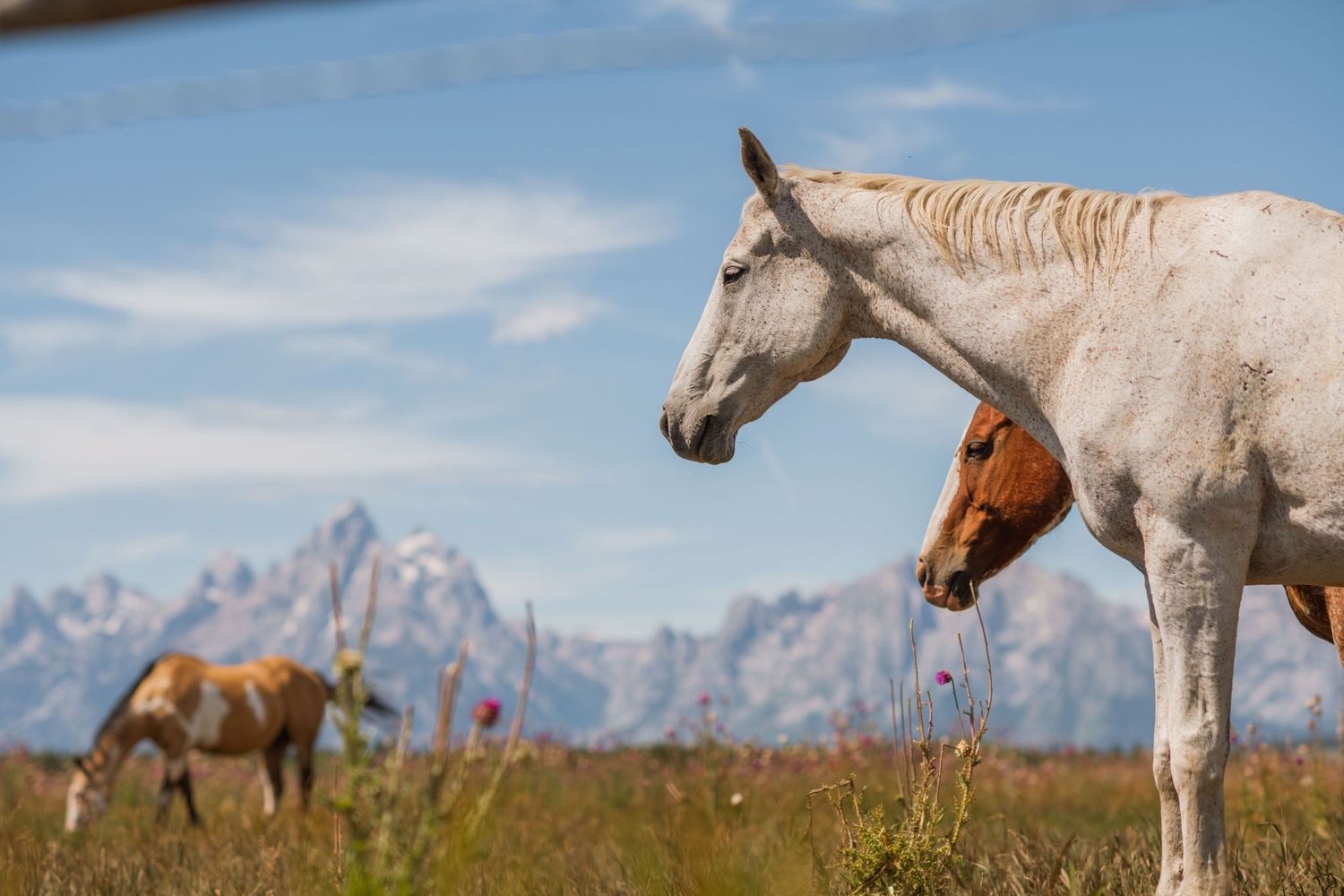 3 spear ranch cody wyoming, jackson hole, wyoming, jackson hole photographer, jackson hole photography, grand teton photographer