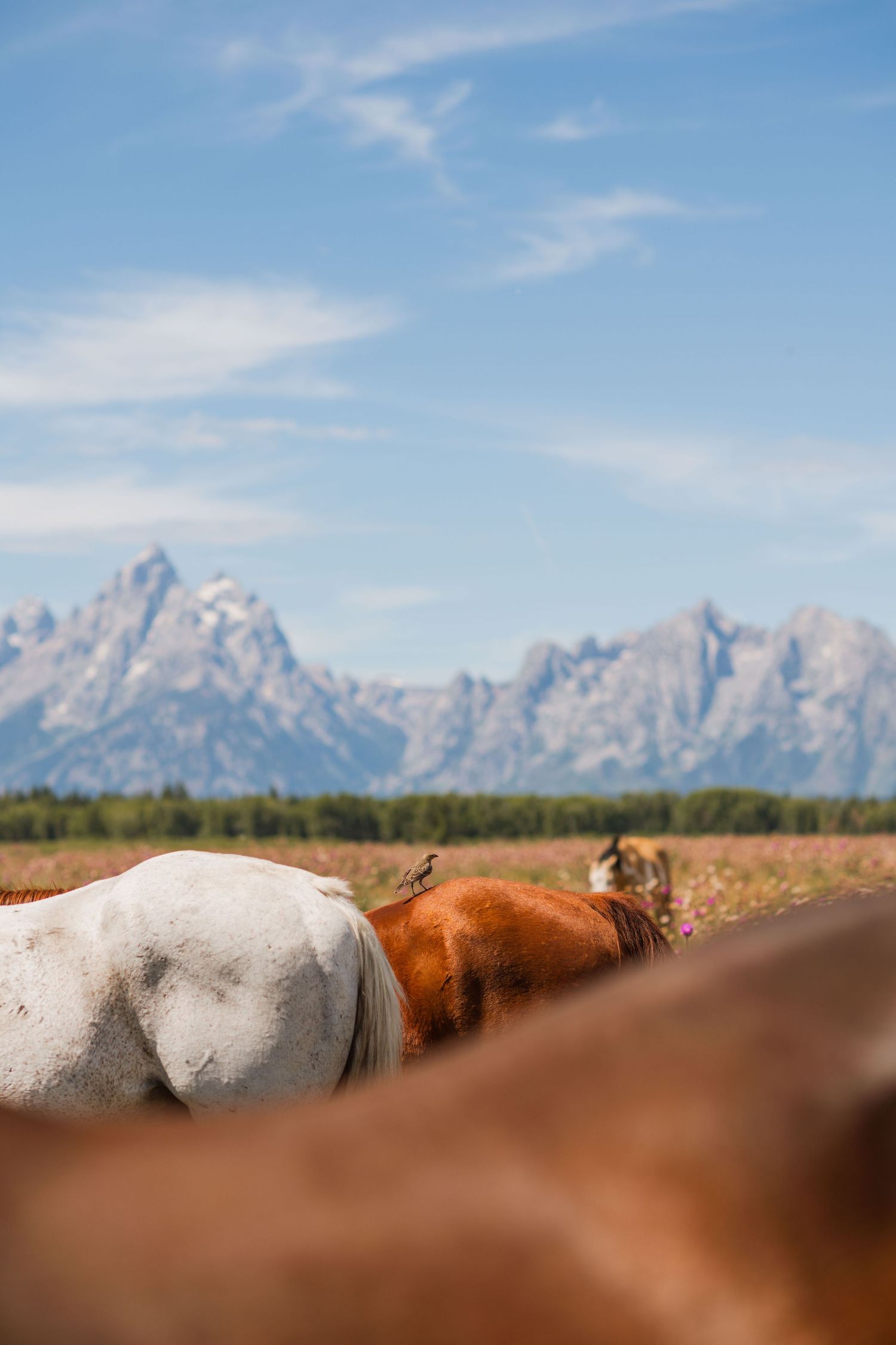 3 spear ranch cody wyoming, jackson hole, wyoming, jackson hole photographer, jackson hole photography, grand teton photographer