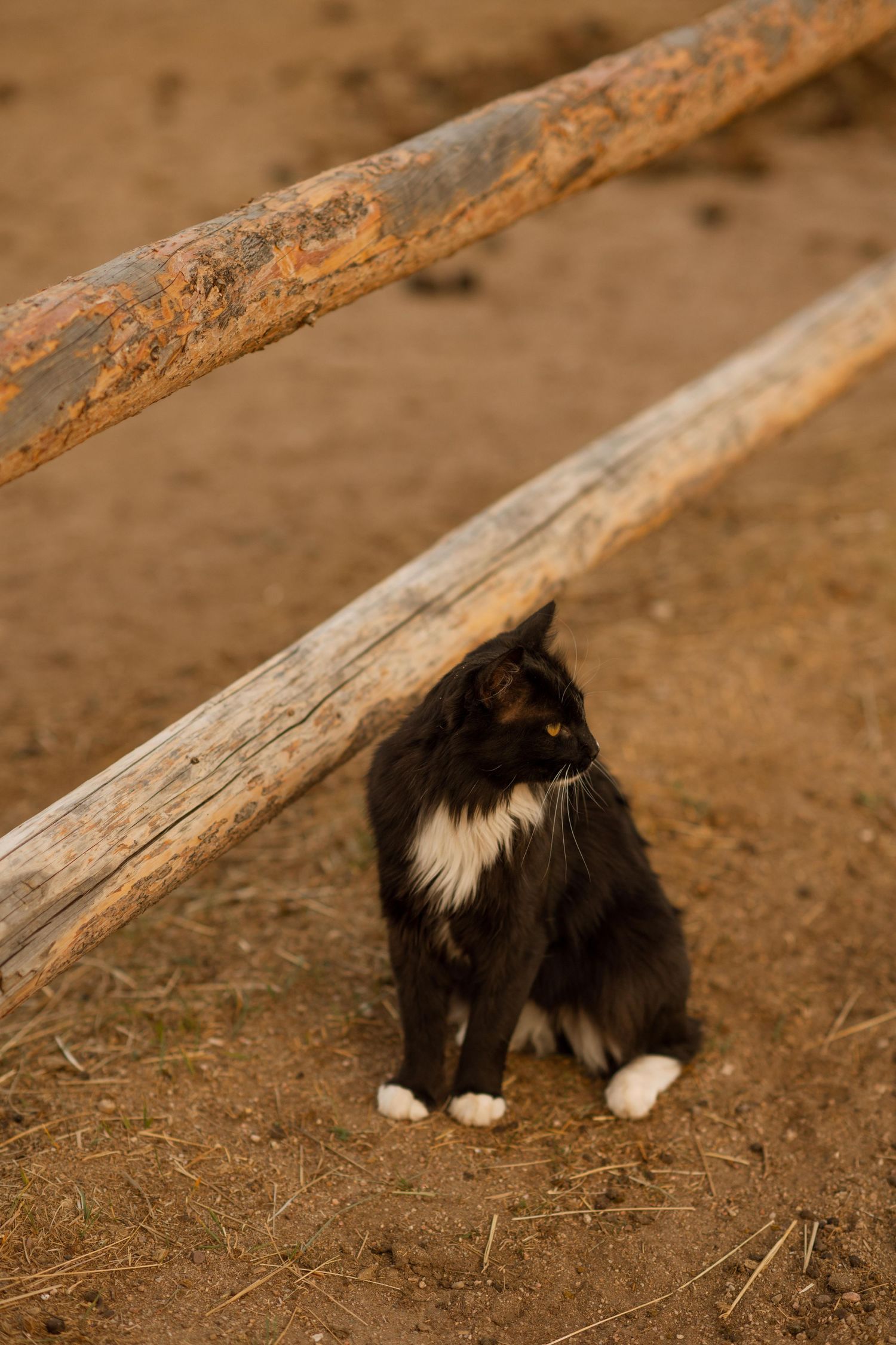 3 spear ranch cody wyoming, jackson hole, wyoming, jackson hole photographer, jackson hole photography, grand teton photographer
