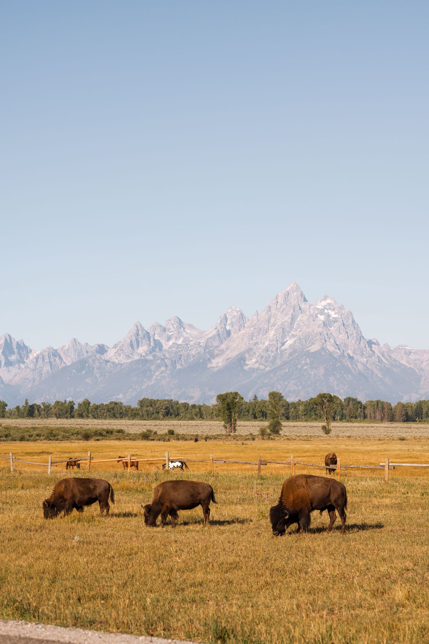 wyoming, jackson hole, jackson hole photographer, jackson hole photography, grand teton photographer,  wyoming, jackson hole nature