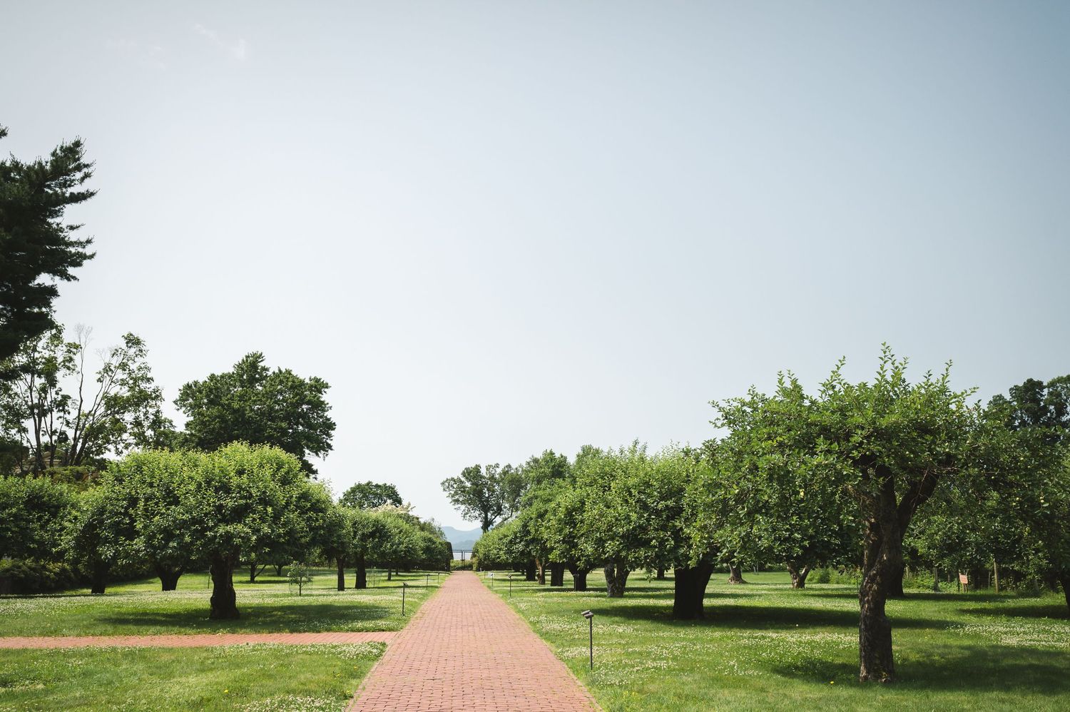 A peaceful garden pathway lined with blooming fruit trees stretches into the distance under a cloudy sky.