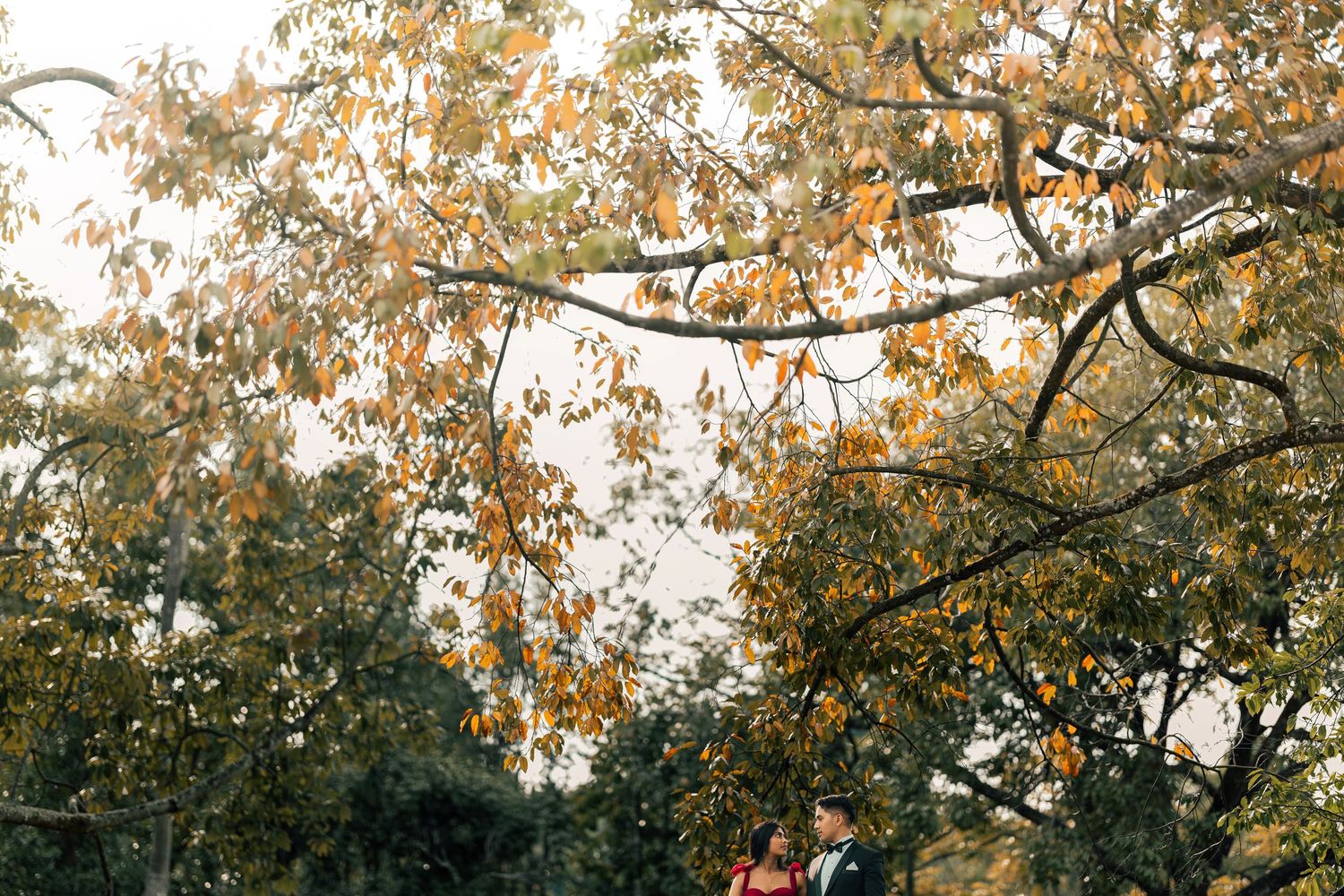 Couple embraces under golden autumn tree canopy in a lush garden setting during fall season.