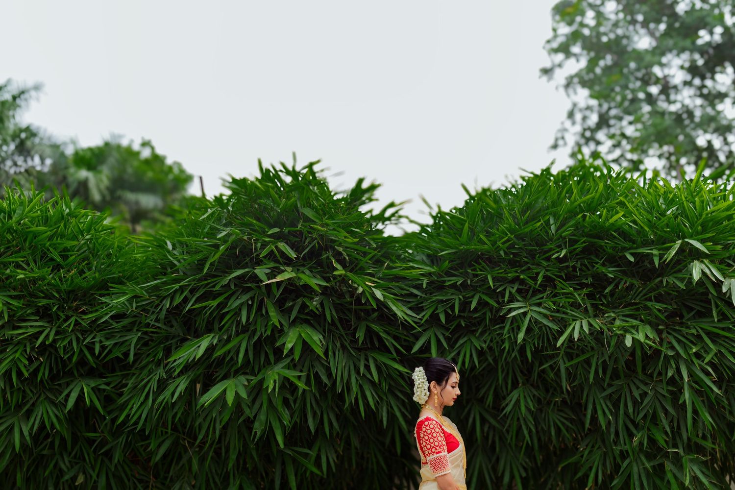 A lush green marijuana or hemp plant grows with dense foliage and distinctive fan-shaped leaves in natural lighting.