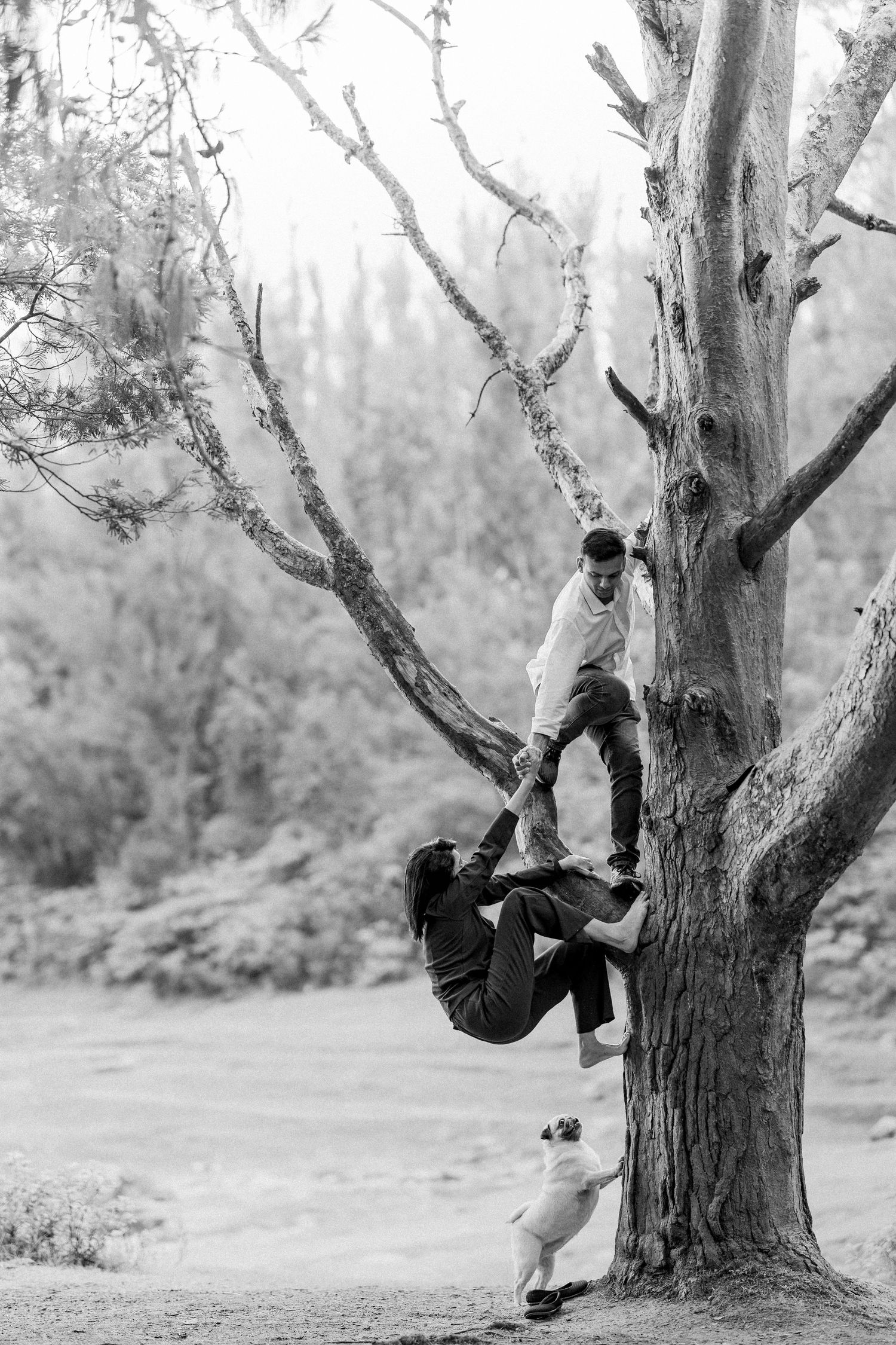 A sequence of black and white photos showing someone climbing a large tree trunk in a natural outdoor setting.