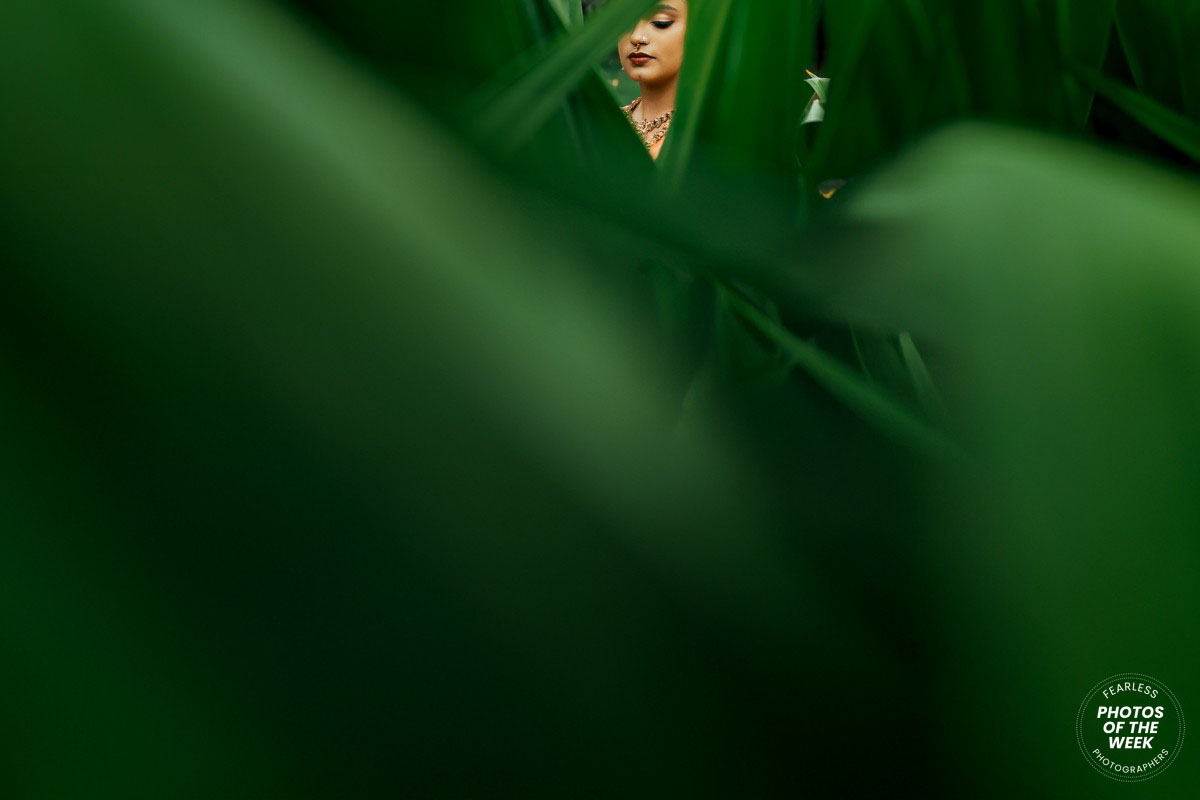 A lush green forest canopy with sunlight filtering through dense leaves creating a natural pattern.