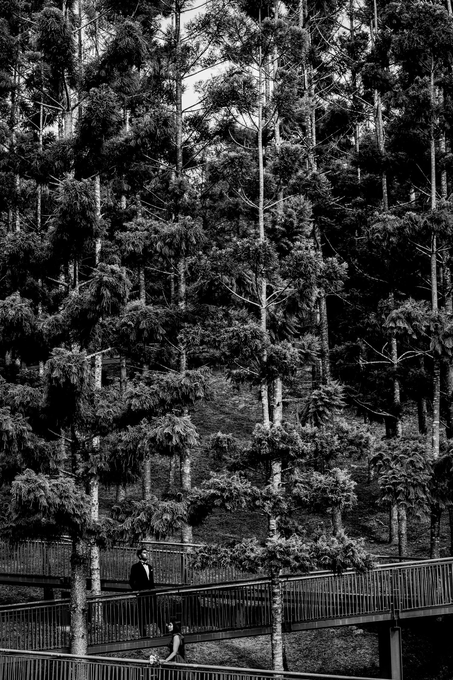 A lone figure stands on a wooden walkway surrounded by tall trees in a black and white forest scene.