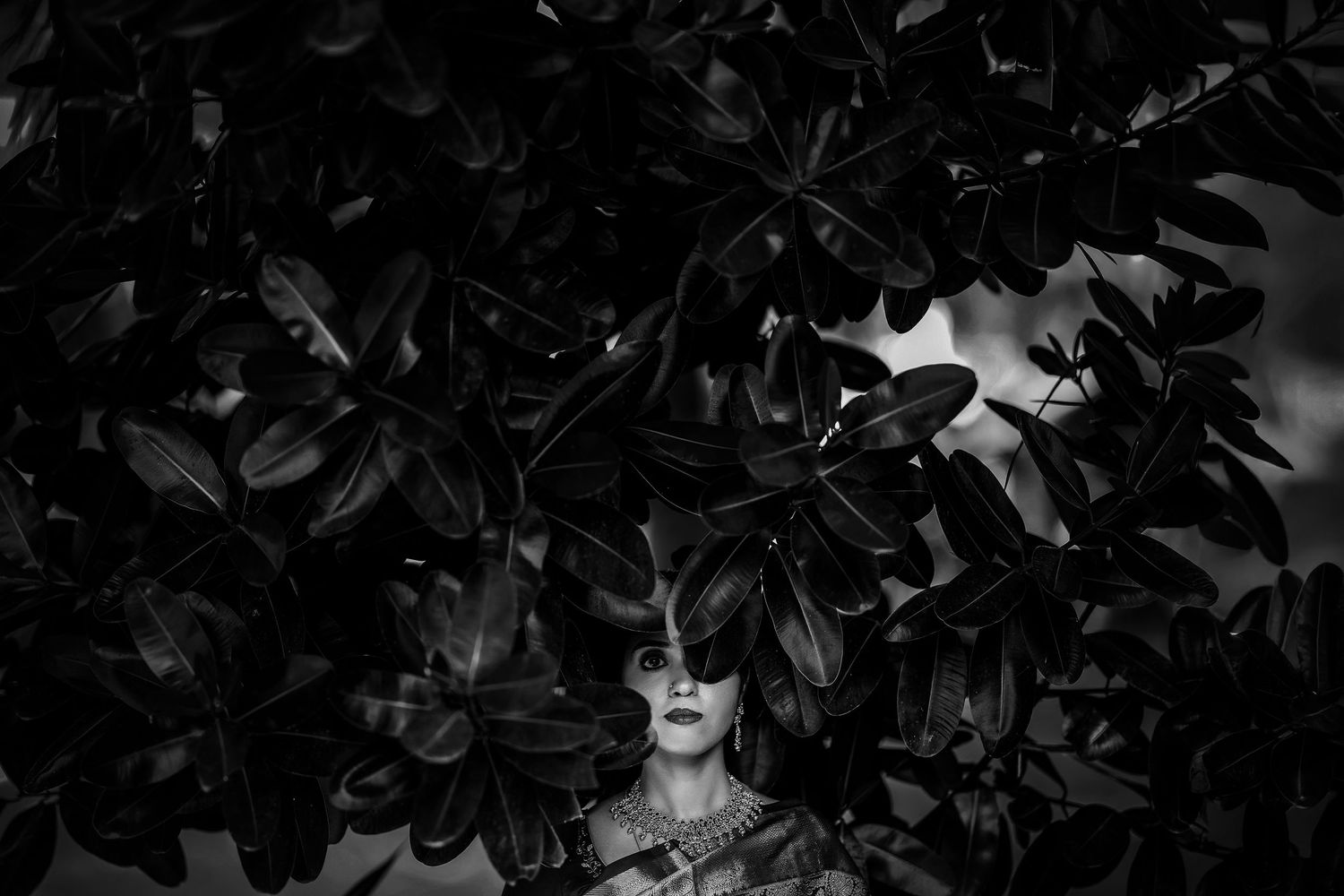 Dark silhouettes of leaves and branches creating natural patterns.
