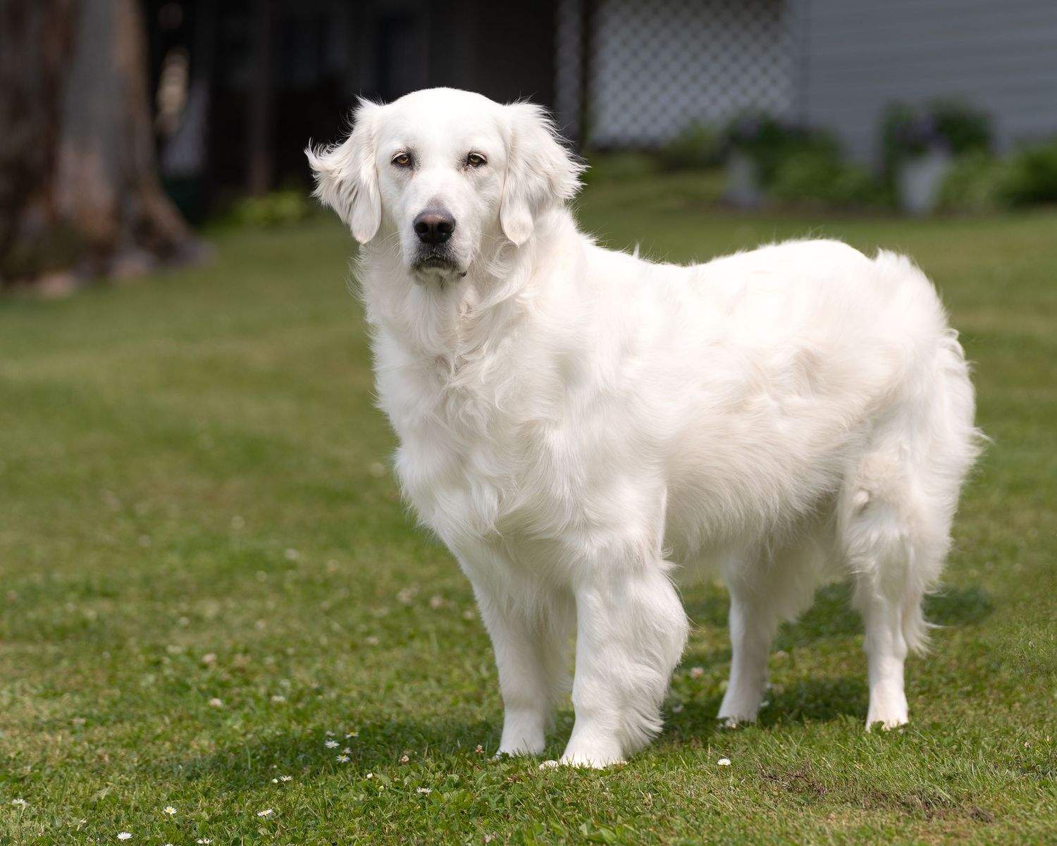 White Golden Retriever dogs standing in grass with yellow wildflowers.