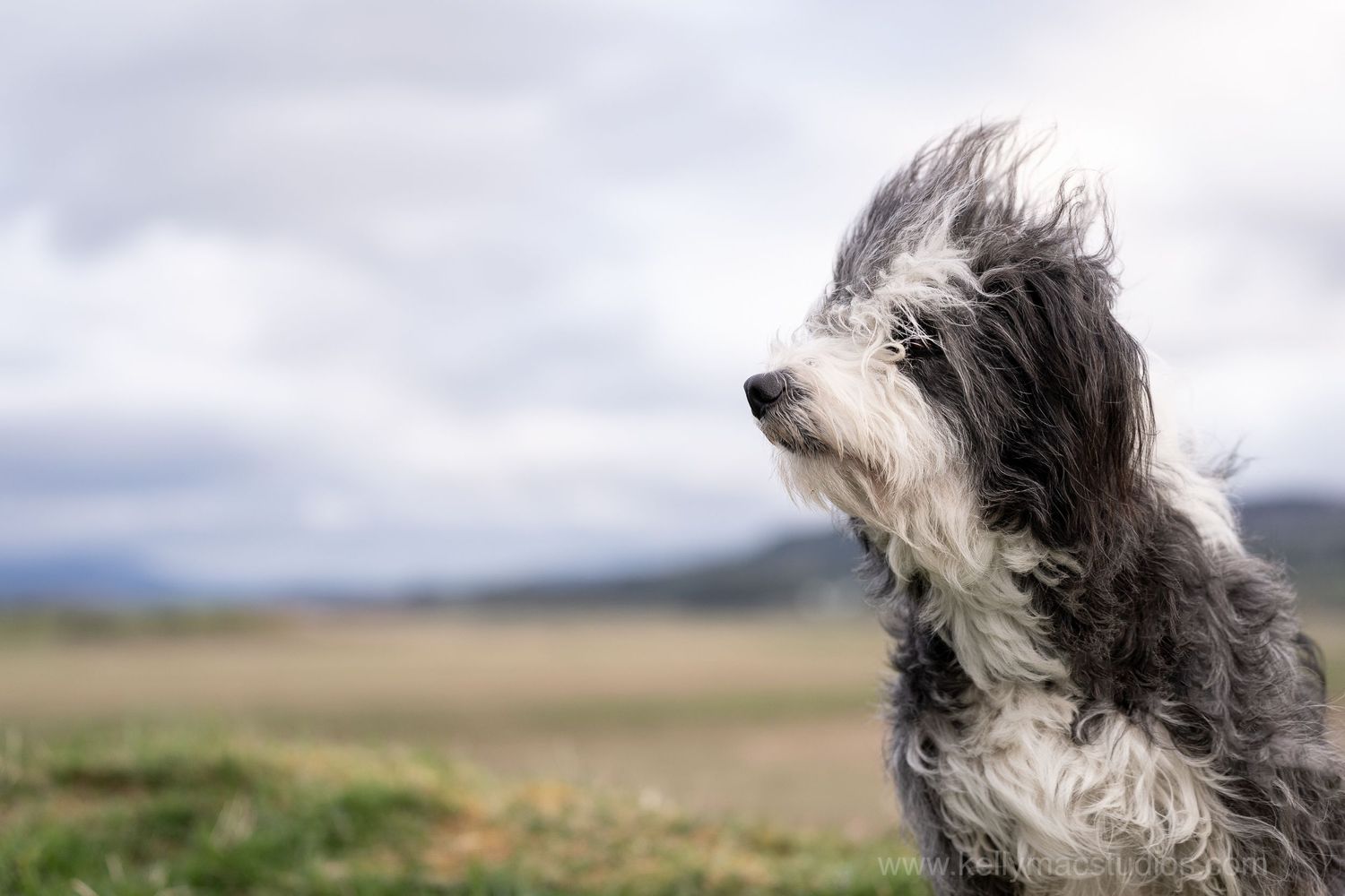 Close-up profile of shaggy gray dog looking into distance against cloudy sky.