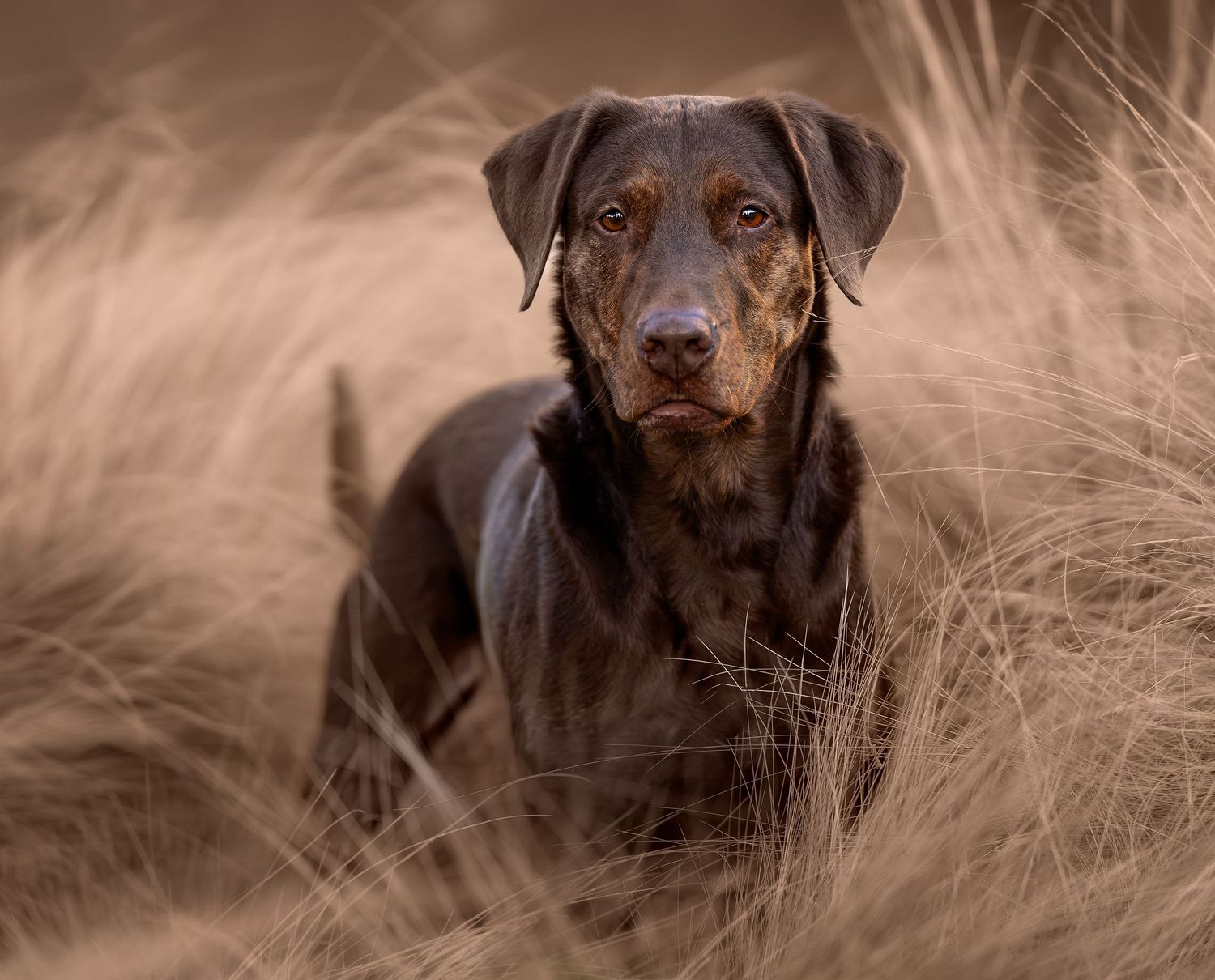A chocolate labrador retriever dog sits alertly in tall brown grass with a sepia-toned background.