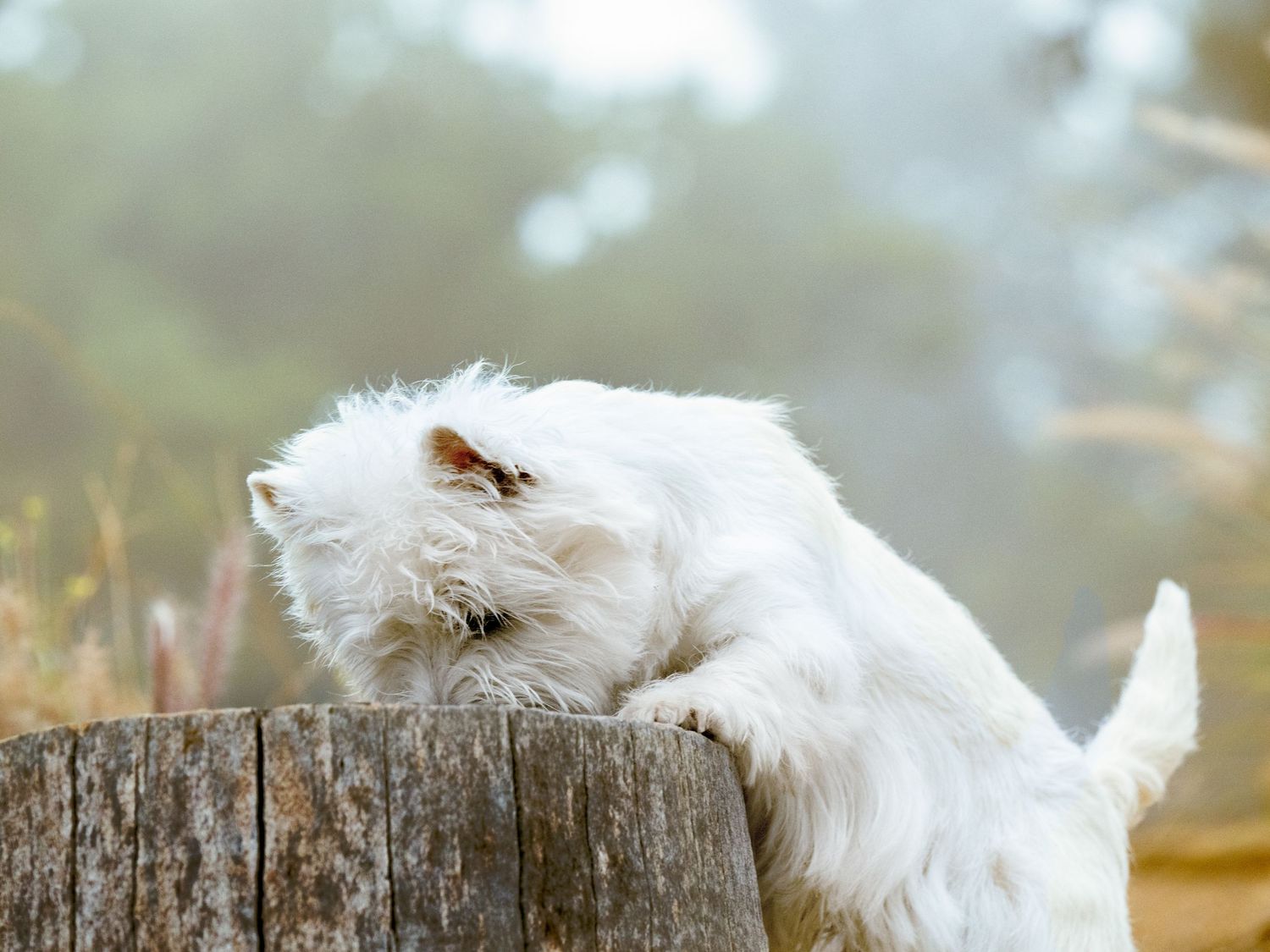 Small white fluffy dog resting on wooden stump in misty outdoor setting.