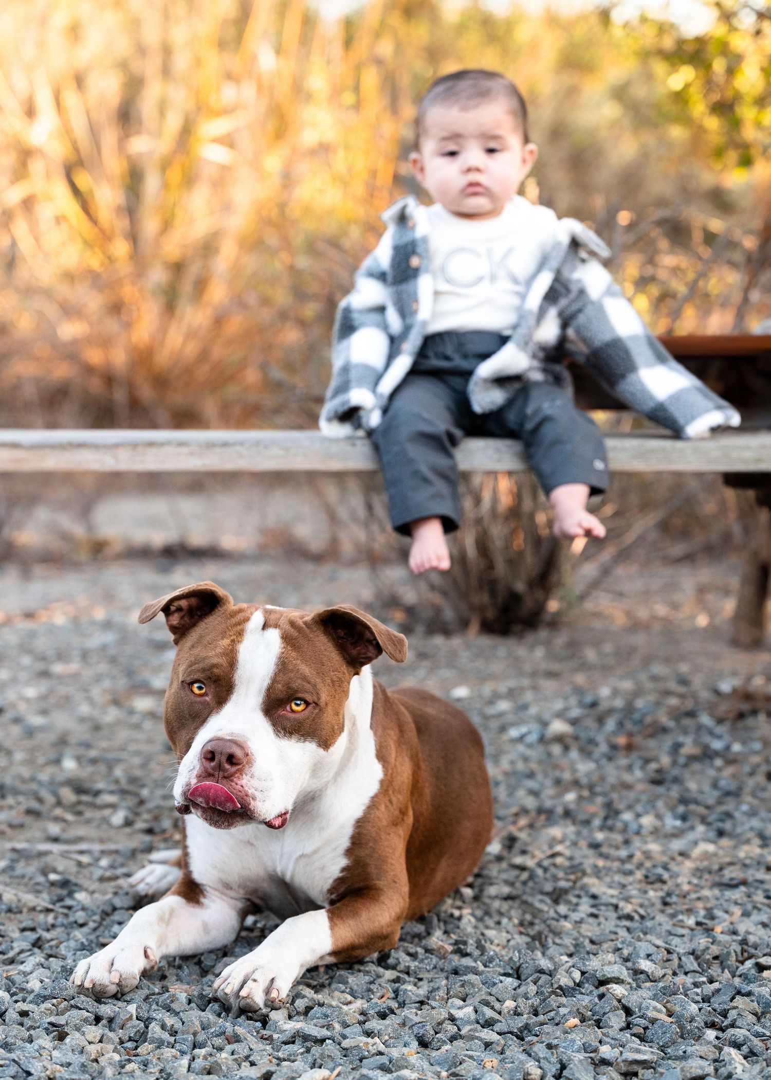 Brown and white pit bull dog lying on gravel ground in warm sunset lighting.