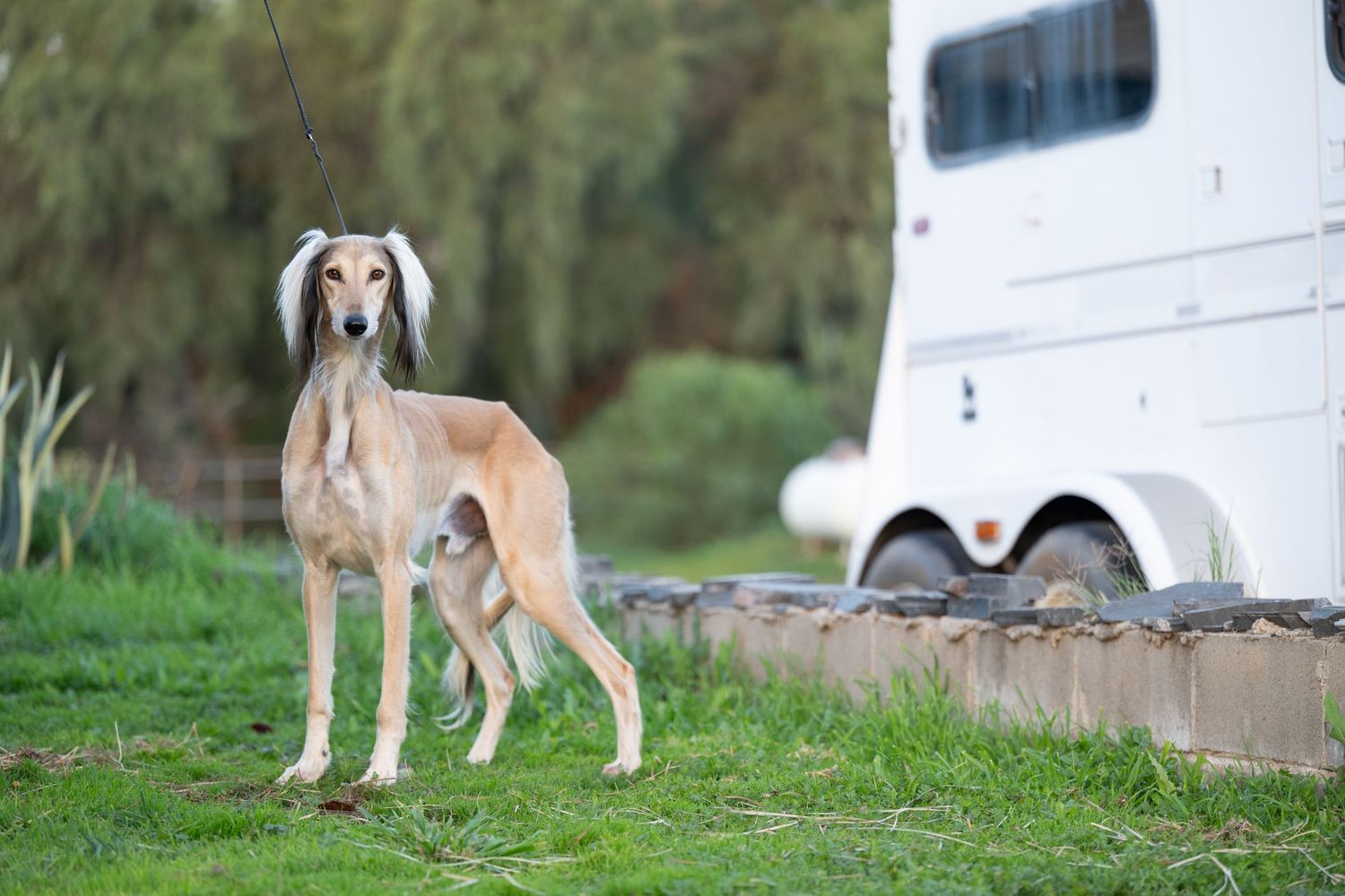 A group of Saluki sightseeing dogs stand near a white trailer in a grassy outdoor setting.