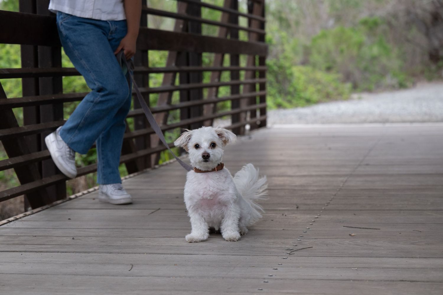 Small white fluffy dog wearing a collar stands on a wooden bridge walkway with someone walking behind.
