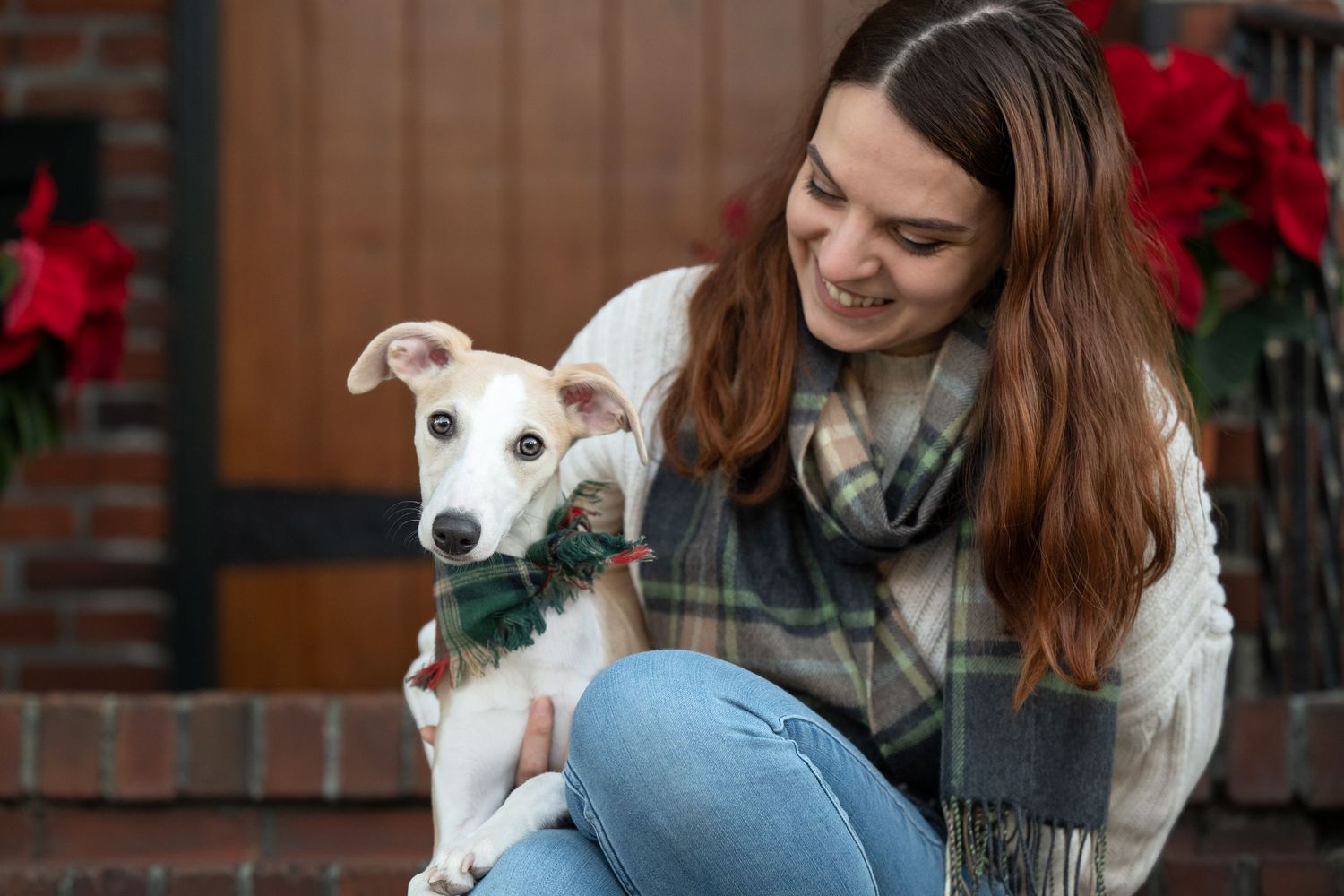 Whippet puppy sitting near red poinsettias and holiday decorations and cuddling her owner.