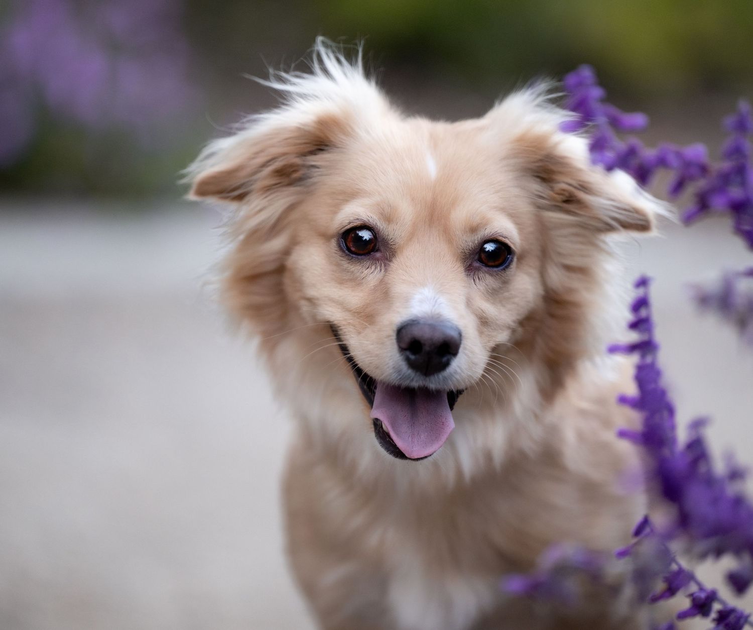 Happy cream-colored Pomeranian dog running through purple flowers with a joyful expression.