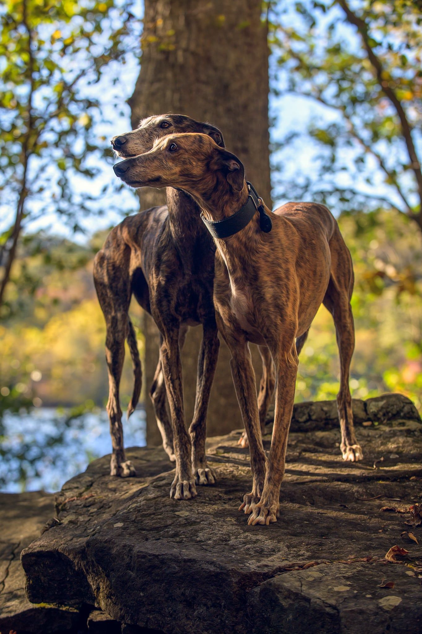 Two sleek greyhounds standing on rocks near a pond in autumn sunlight.