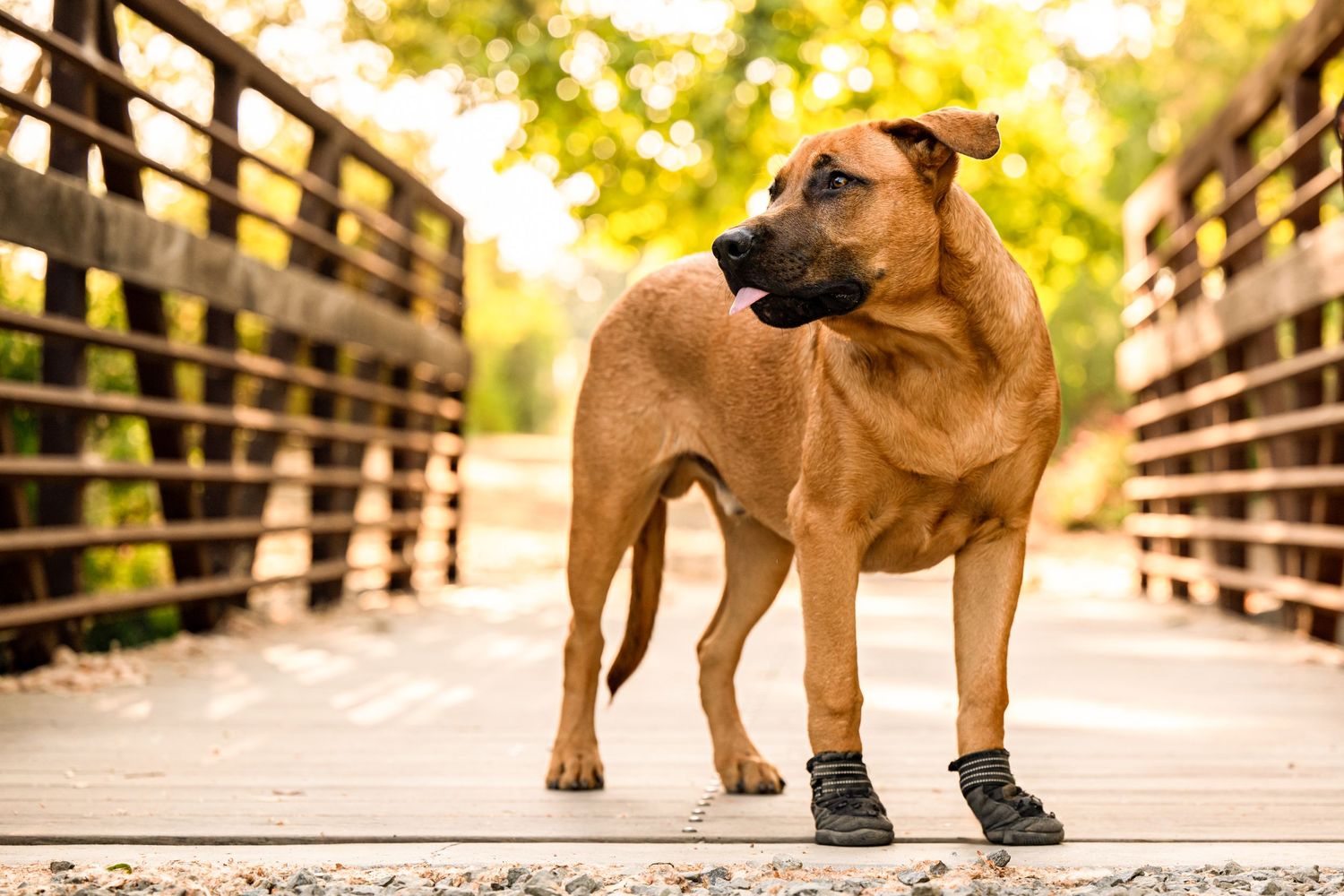 A reddish-brown dog stands on a wooden bridge with sunlit trees in the background.