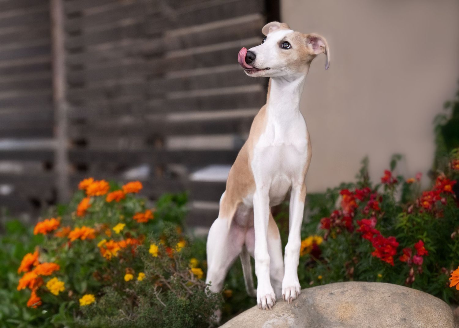White and tan whippet puppy playing among colorful garden flowers.