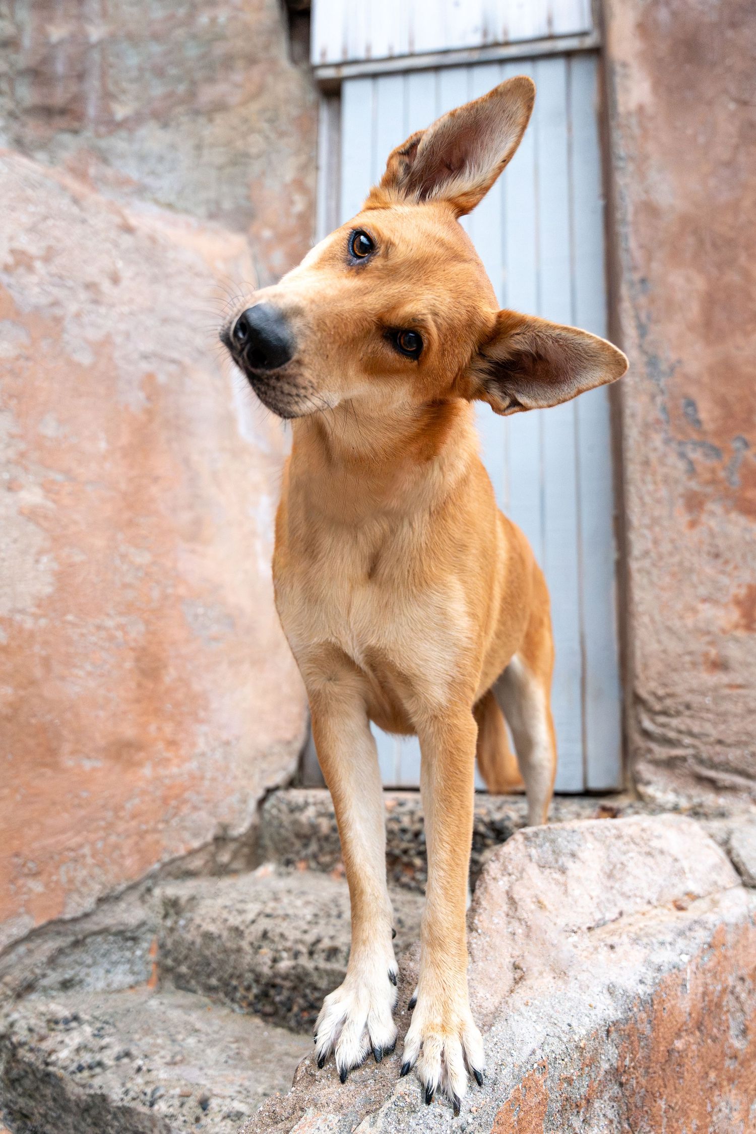 A tan mixed breed dog stands alertly on a stone ledge against a weathered wall.