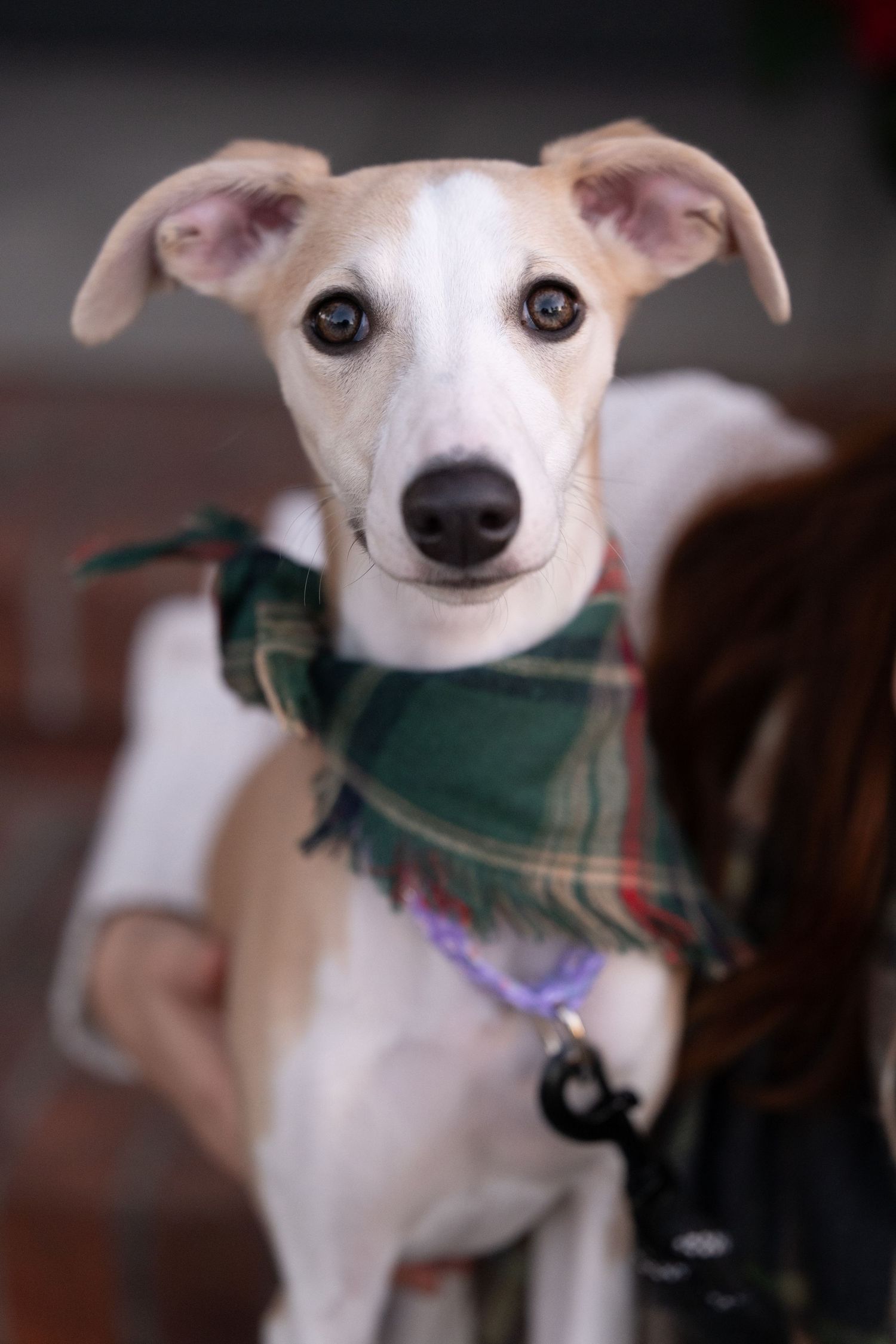 Close-up portrait of a white Italian Greyhound wearing a plaid bandana.