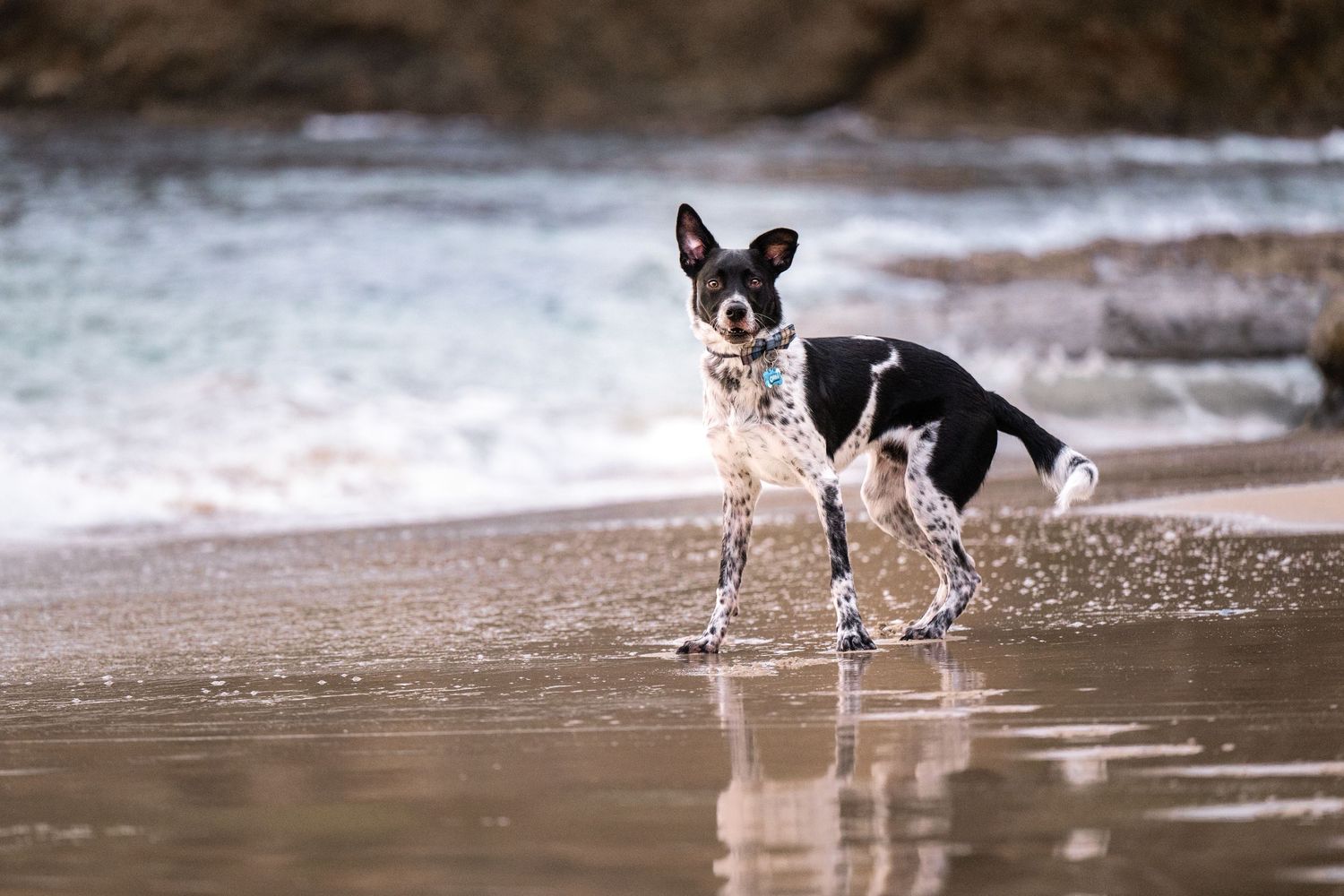 A black and white dog splashes and plays in shallow water.