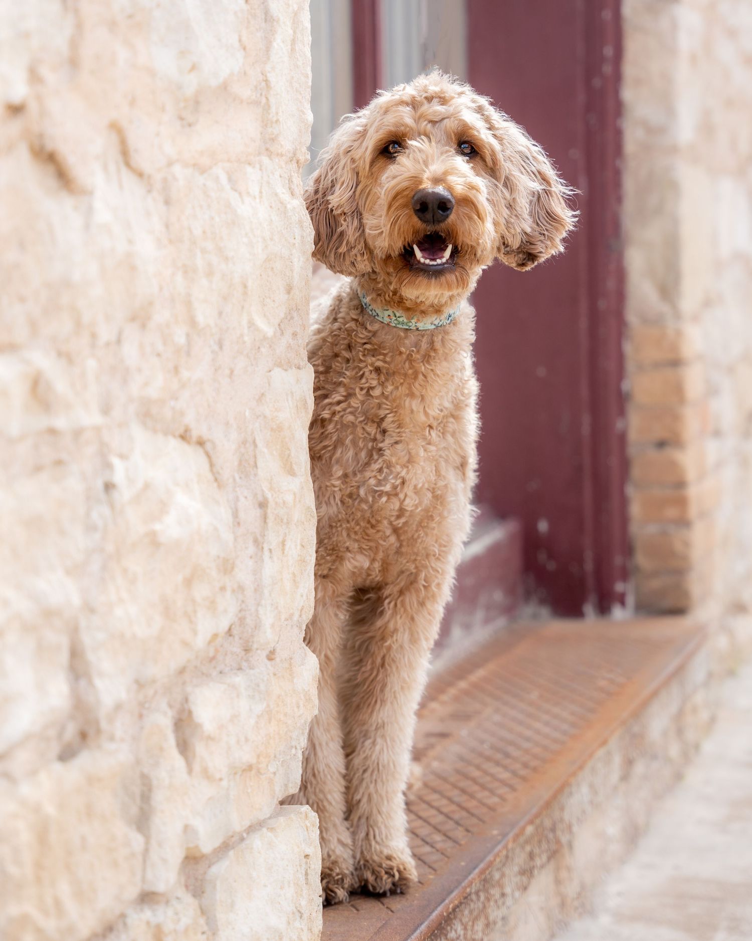 Goldendoodle dog walking along a stone wall corridor with red door.