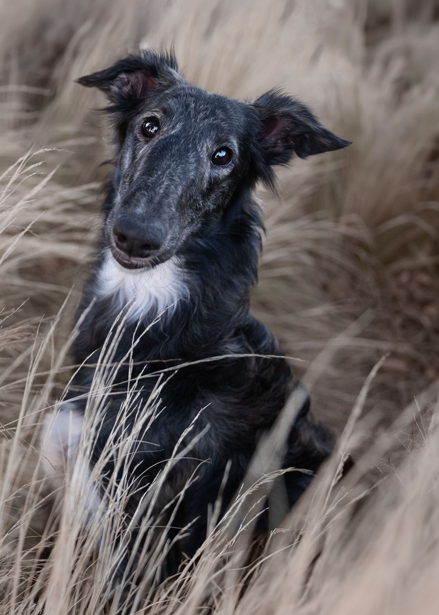 Black dog with white markings photographed among tall grass in dramatic lighting.